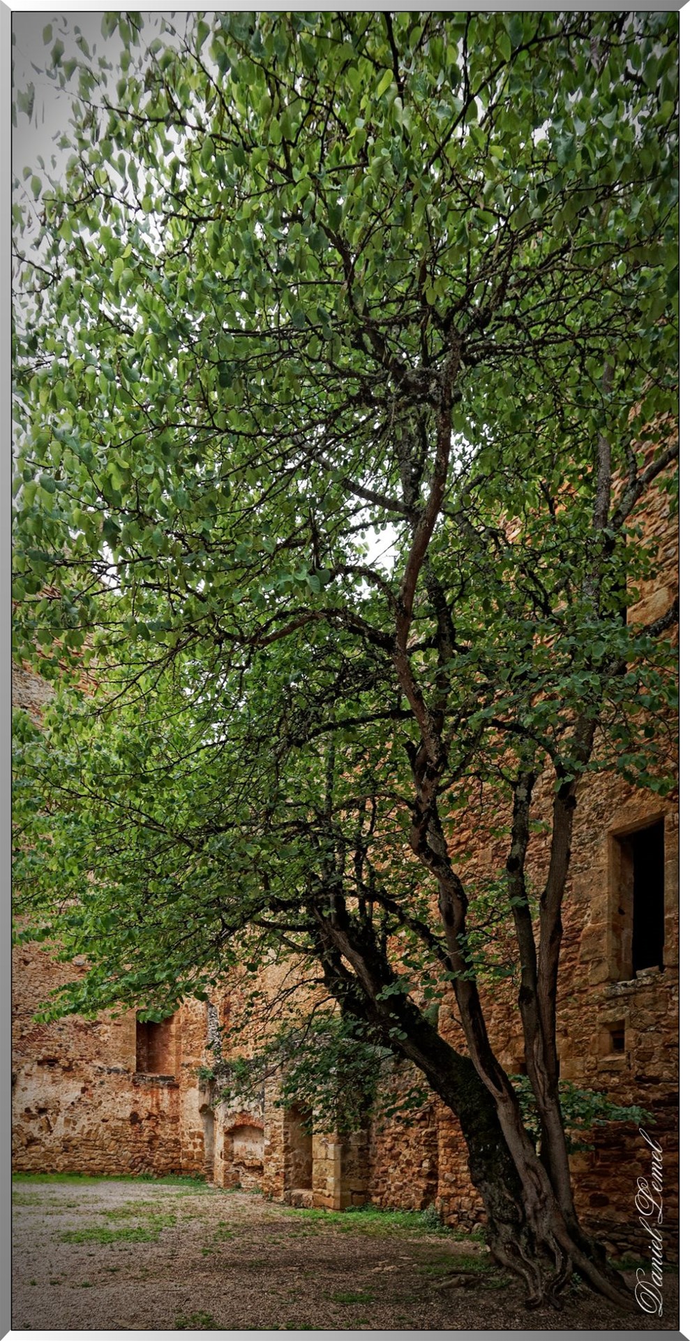 Vieux arbres