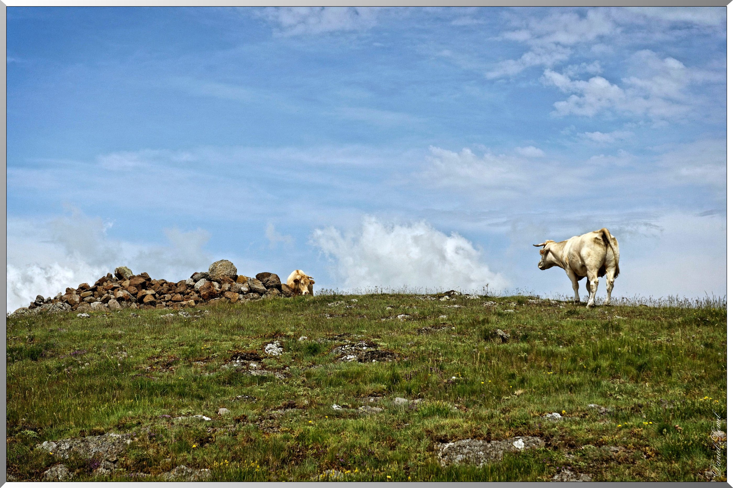Paysage de l'Aubrac