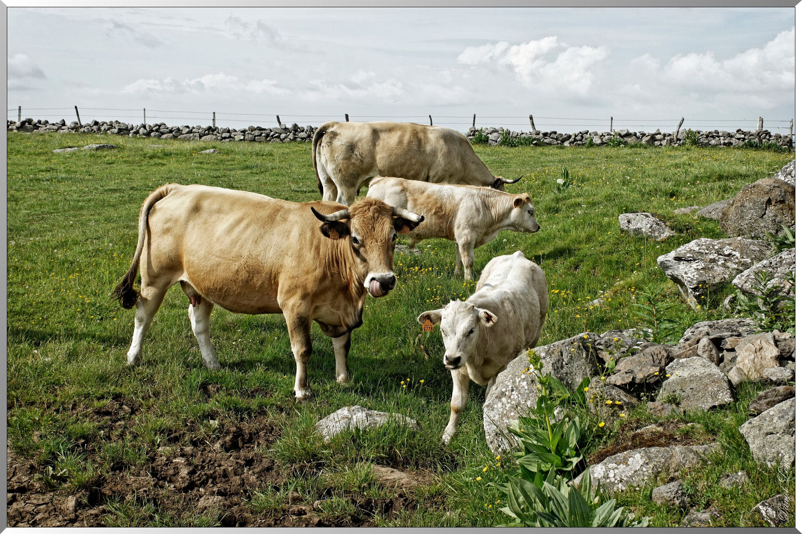 Paysage de l'Aubrac