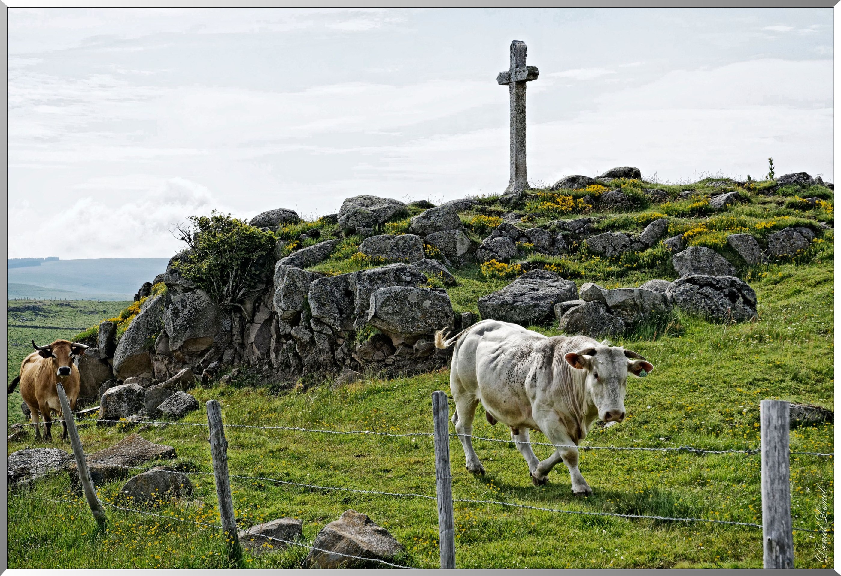 Paysage de l'Aubrac