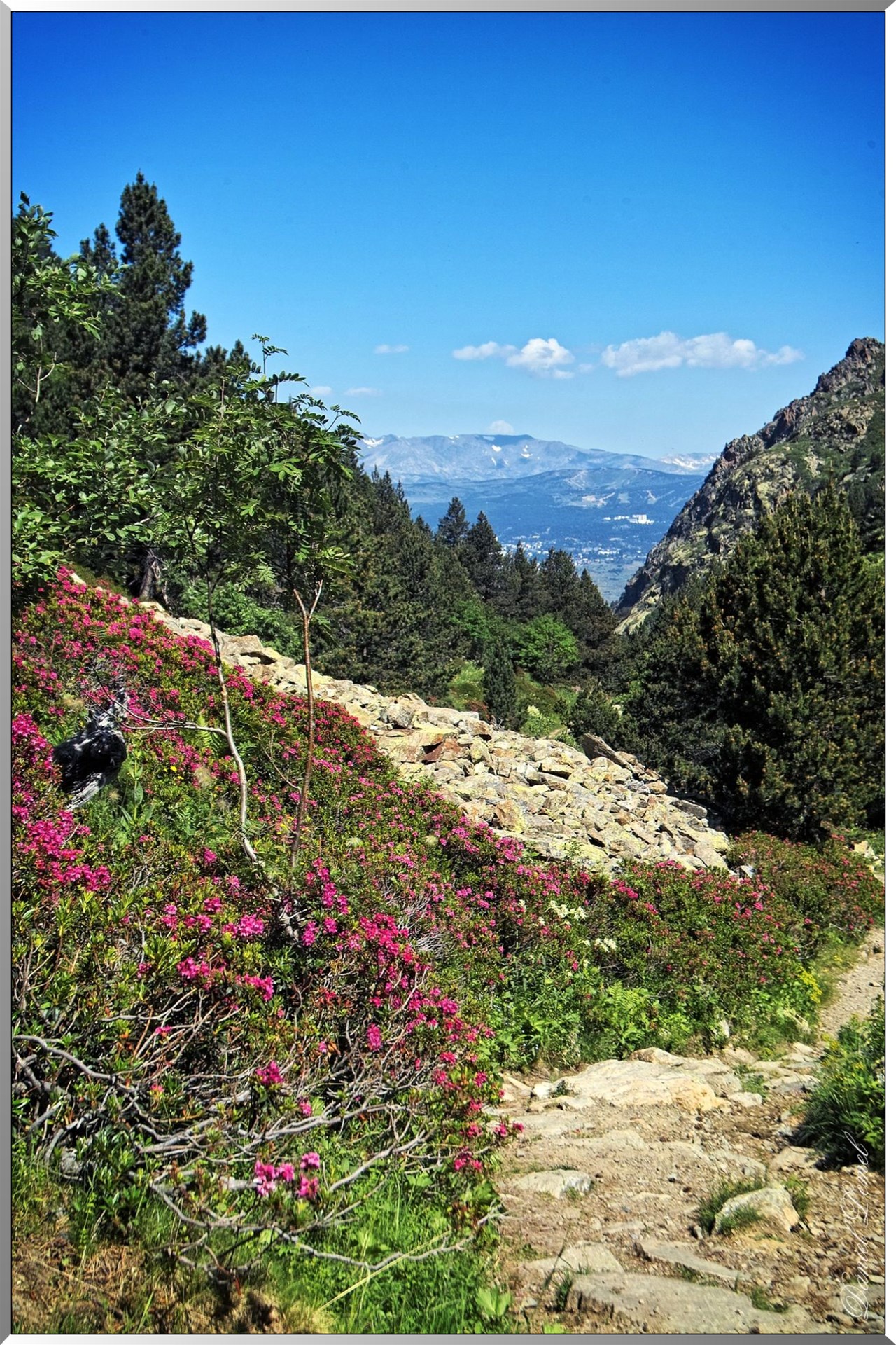 Réserve Naturelle de vallée d’Eyne - Eboulies