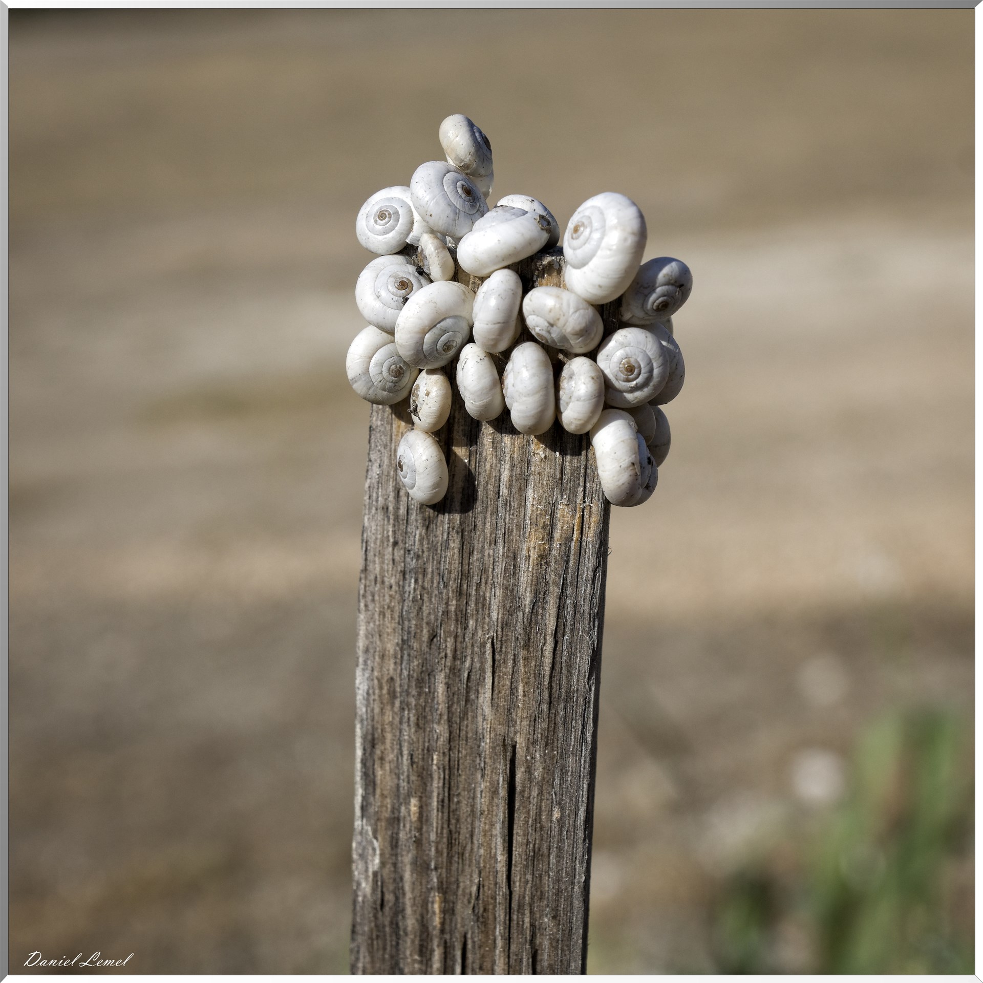 Escargots