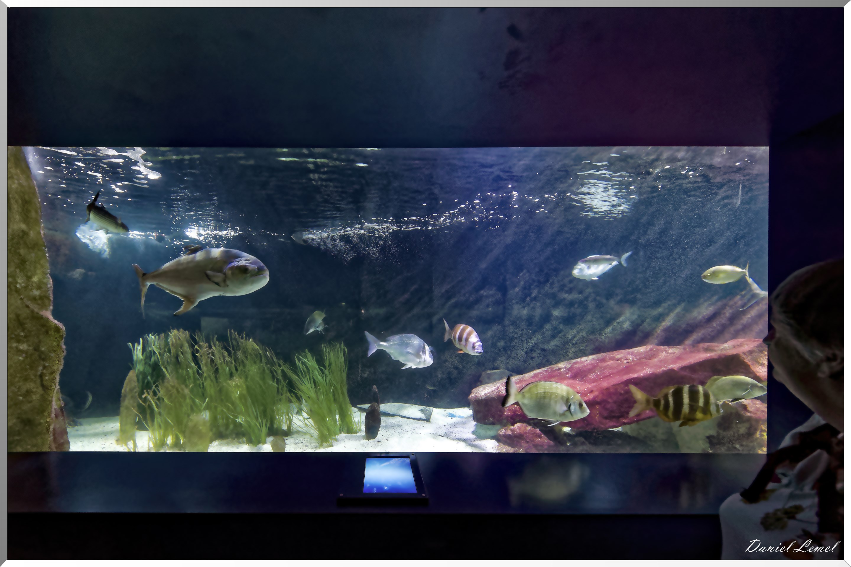 Aquarium