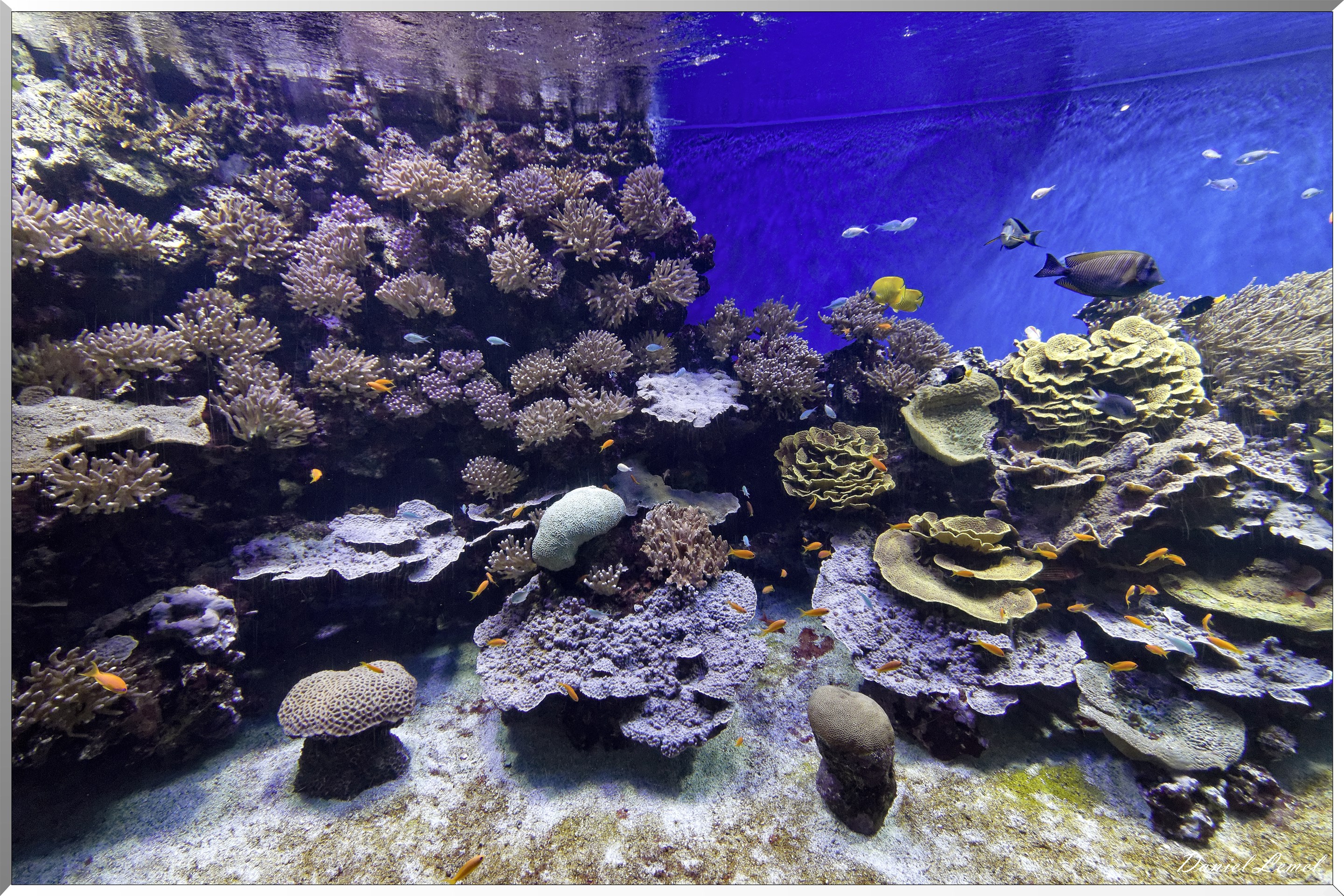 Aquarium