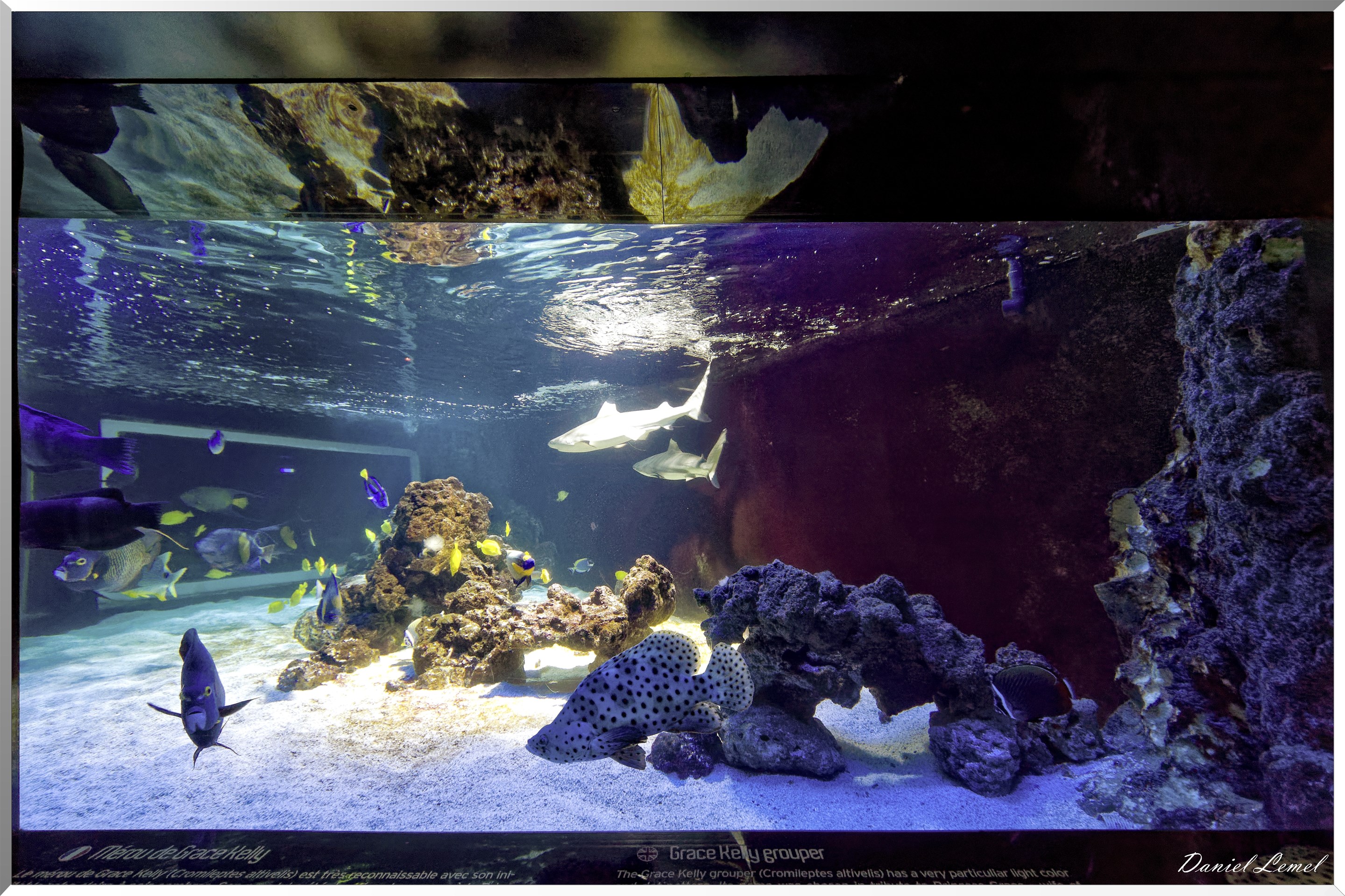 Aquarium