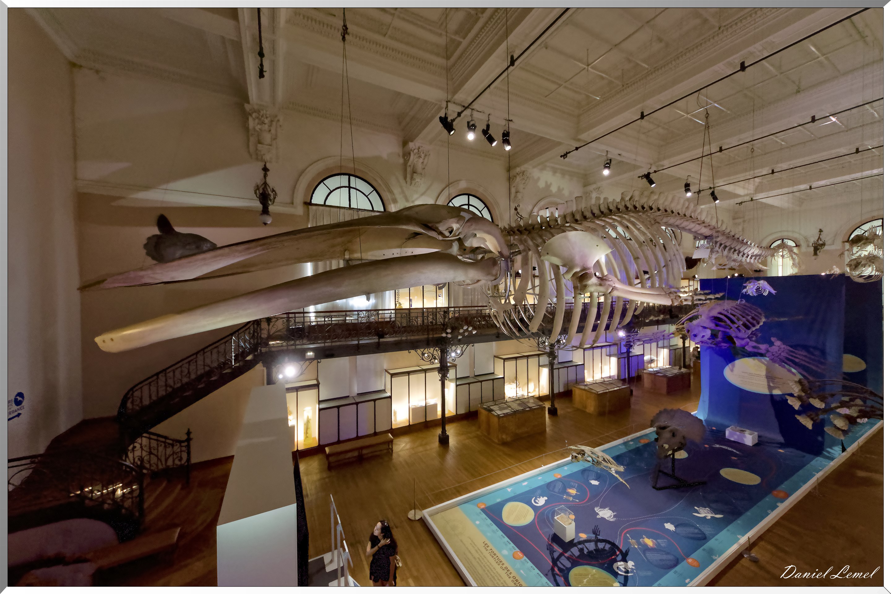 Salle de la baleine