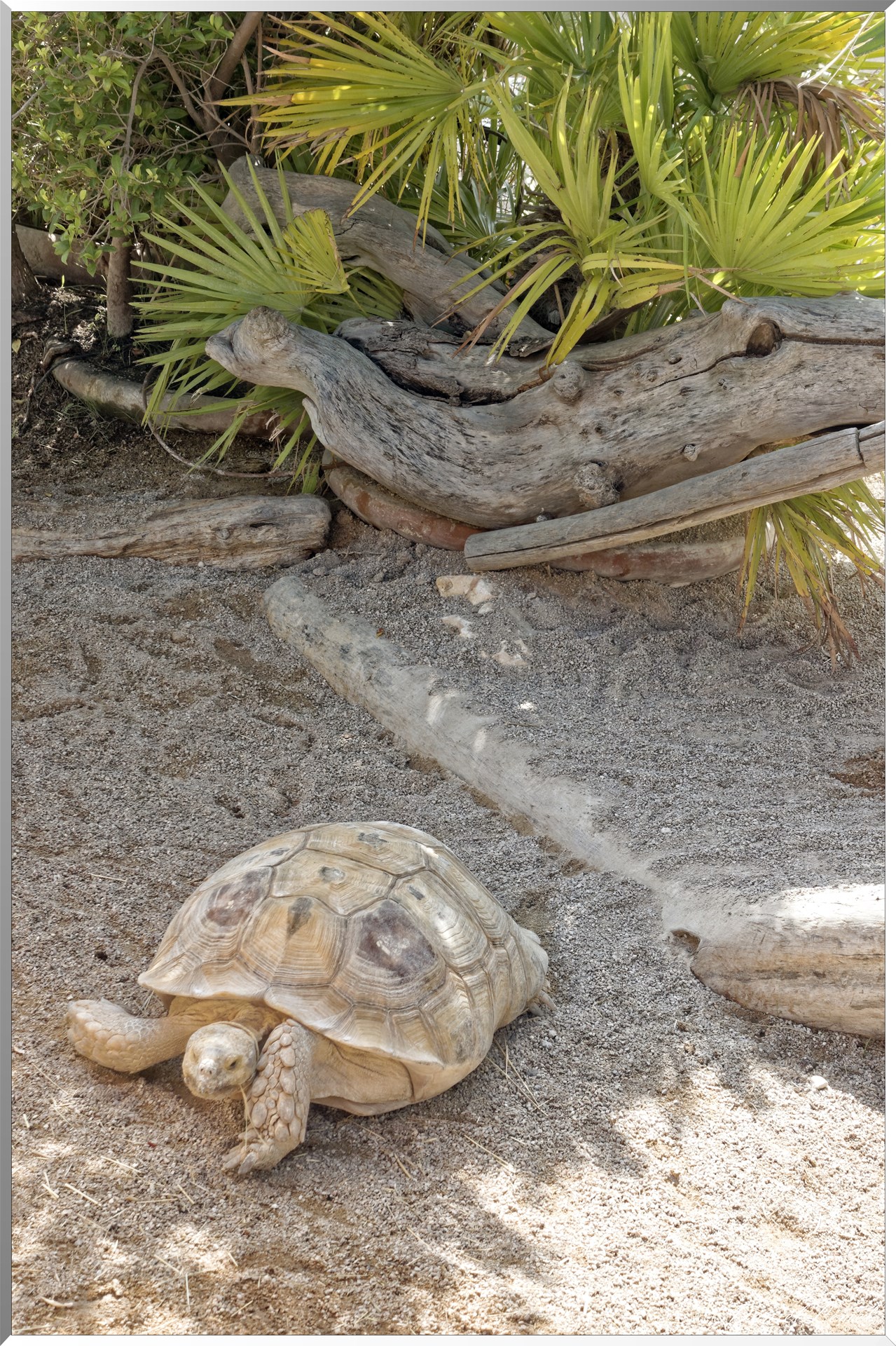 Tortues terrestres