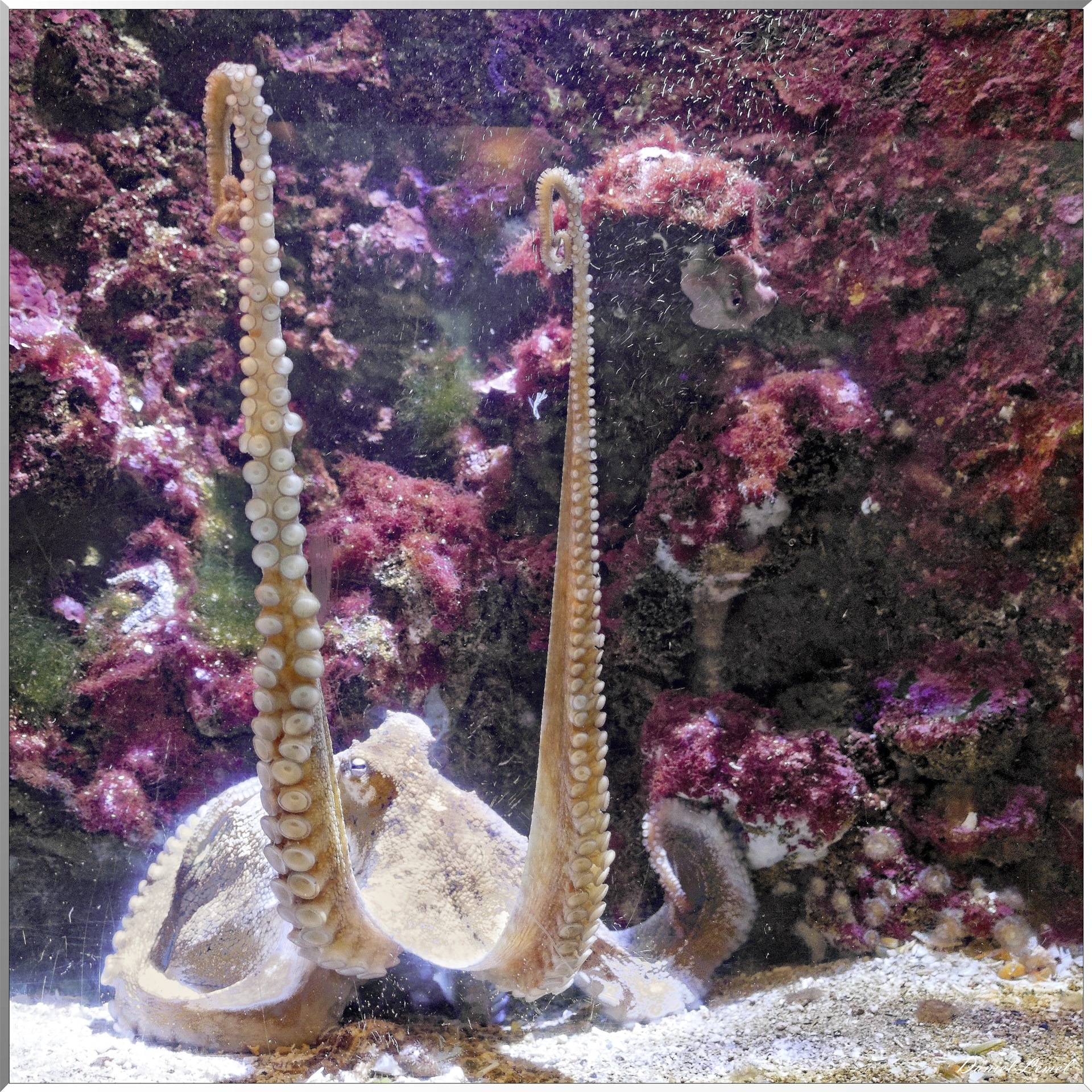 Aquarium