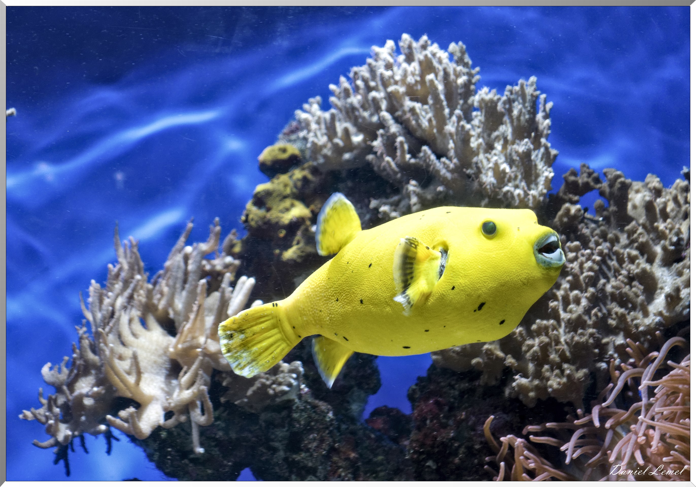 Aquarium