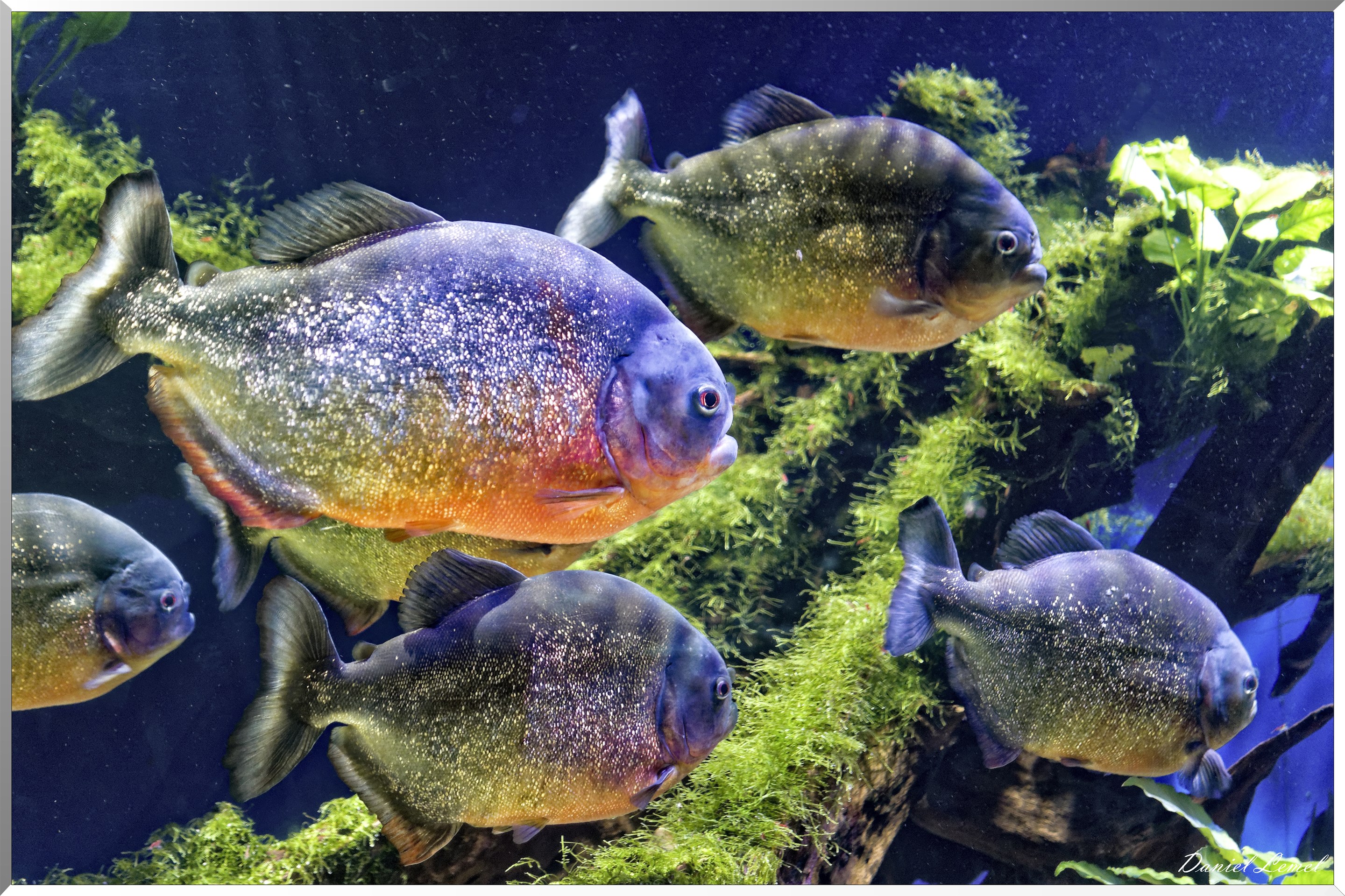 piranhas