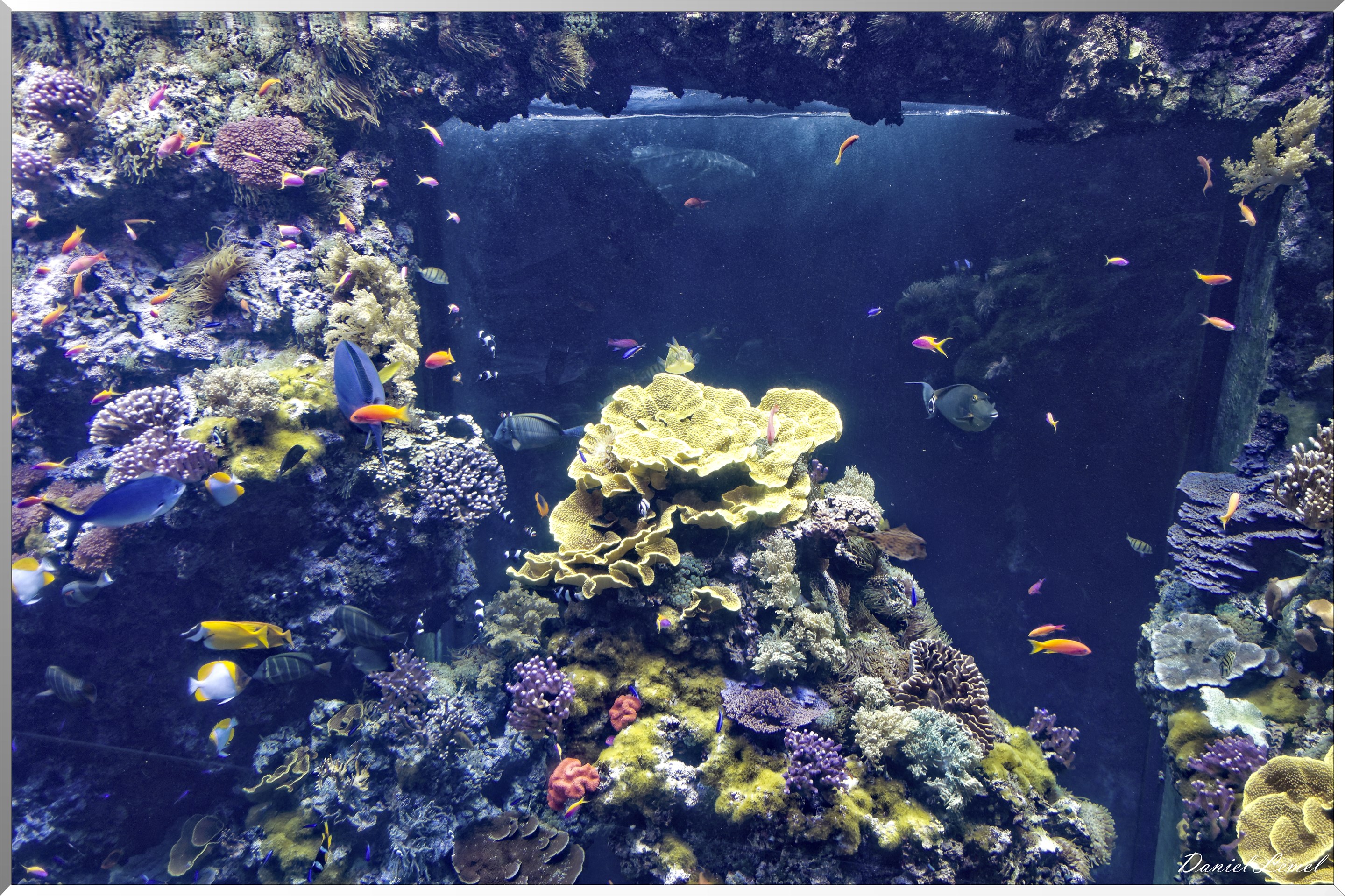Aquarium