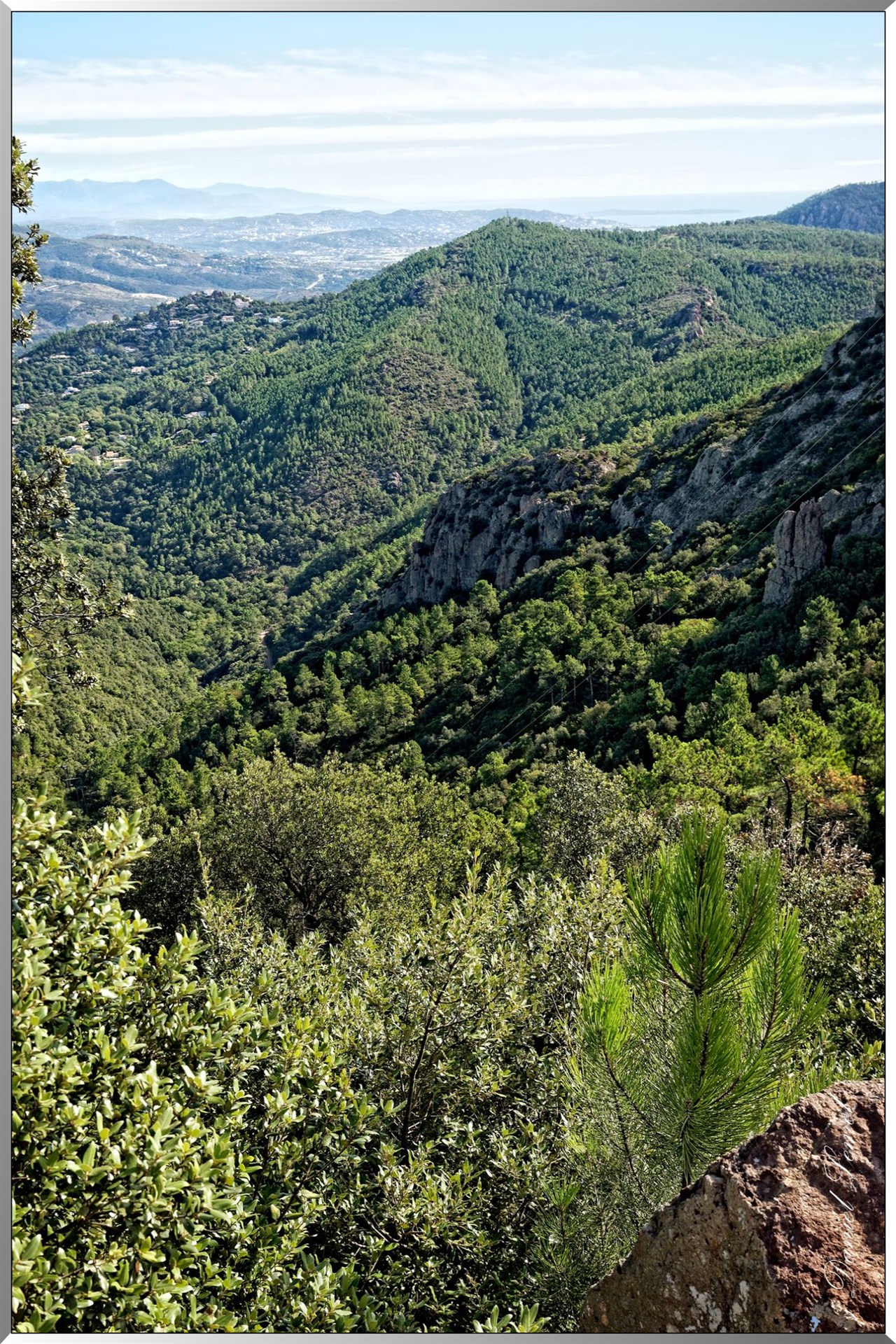 Forêt