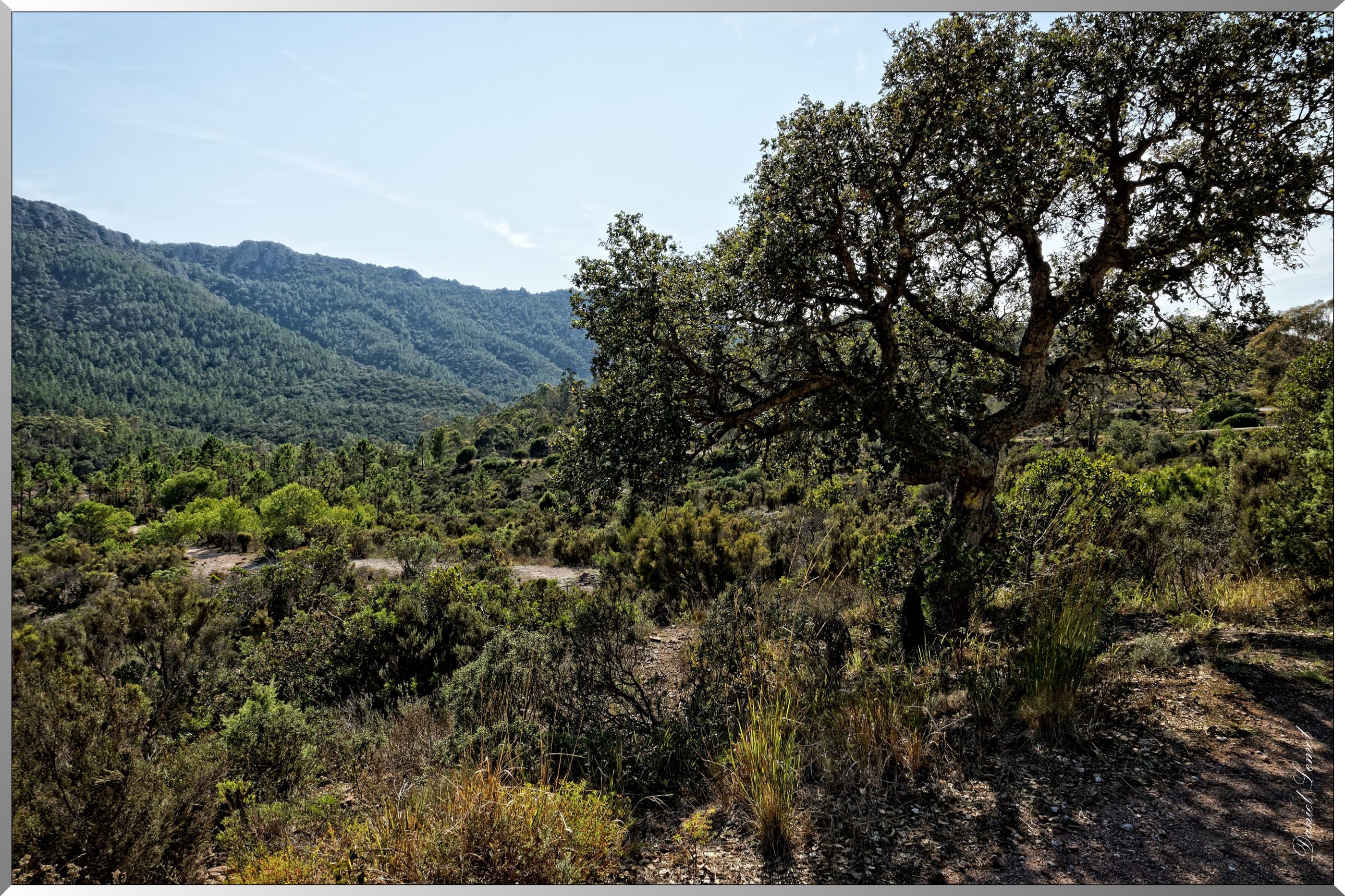 Forêt
