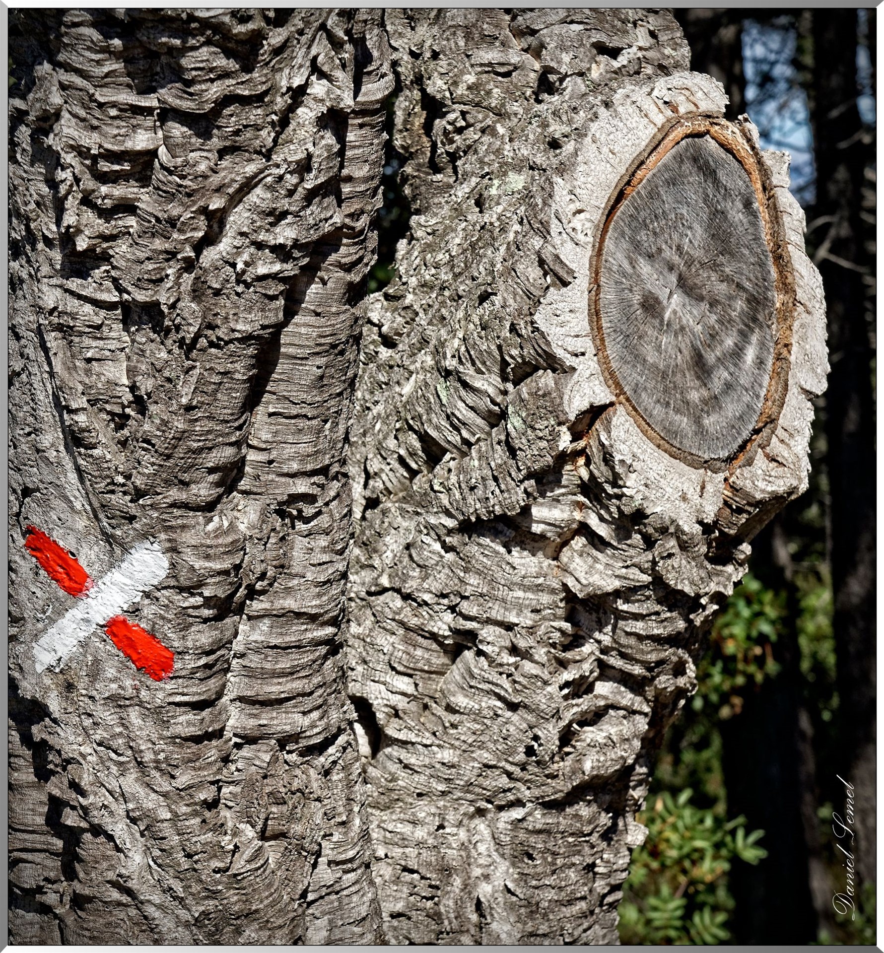 Tronc d' arbre