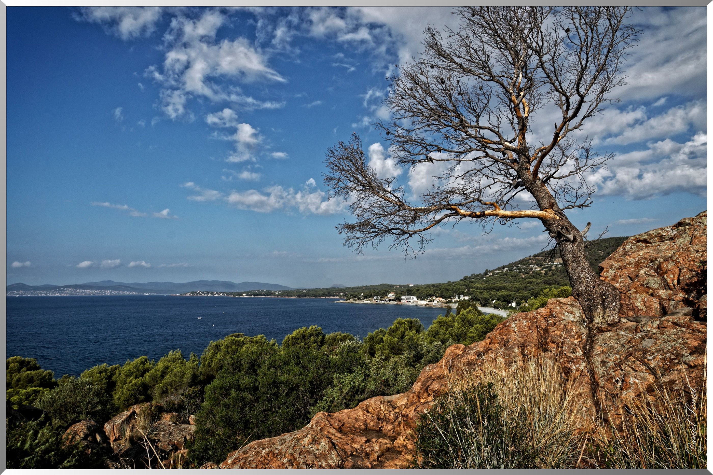 Arbre mort