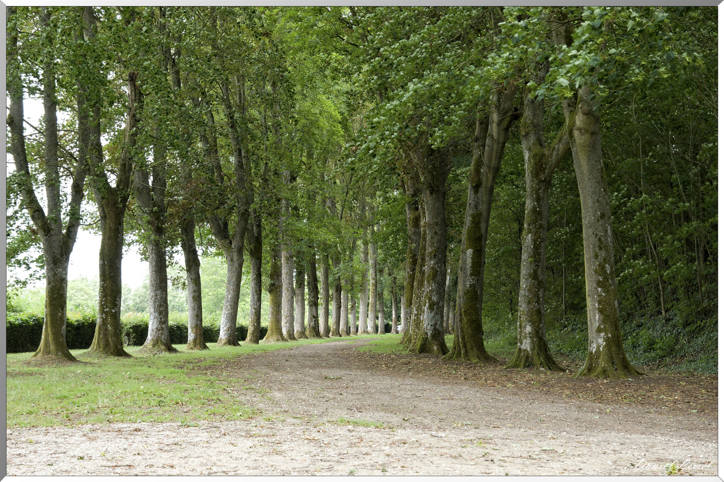 Allée d'arbres