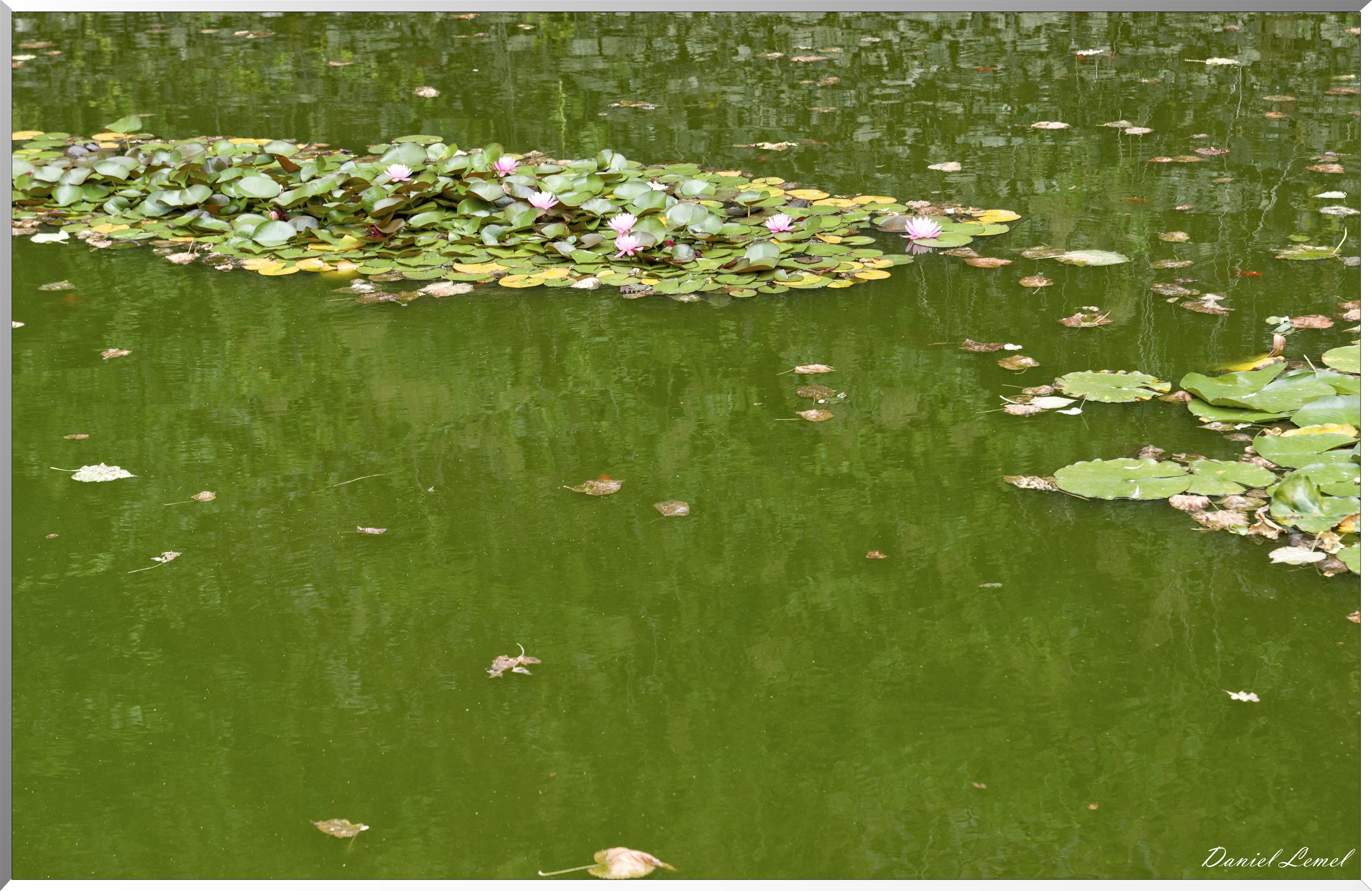 Nénuphars