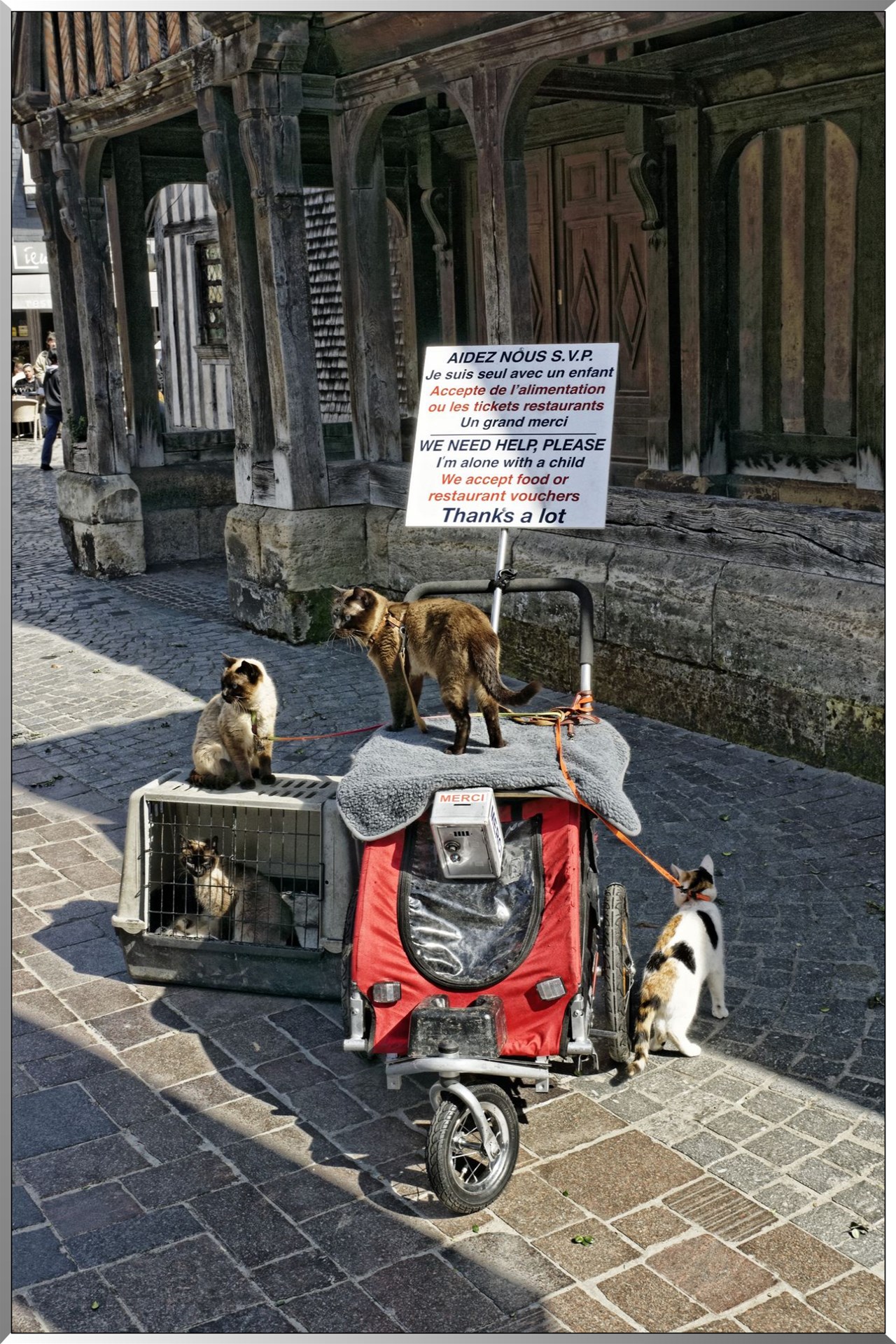 Chats mendiants