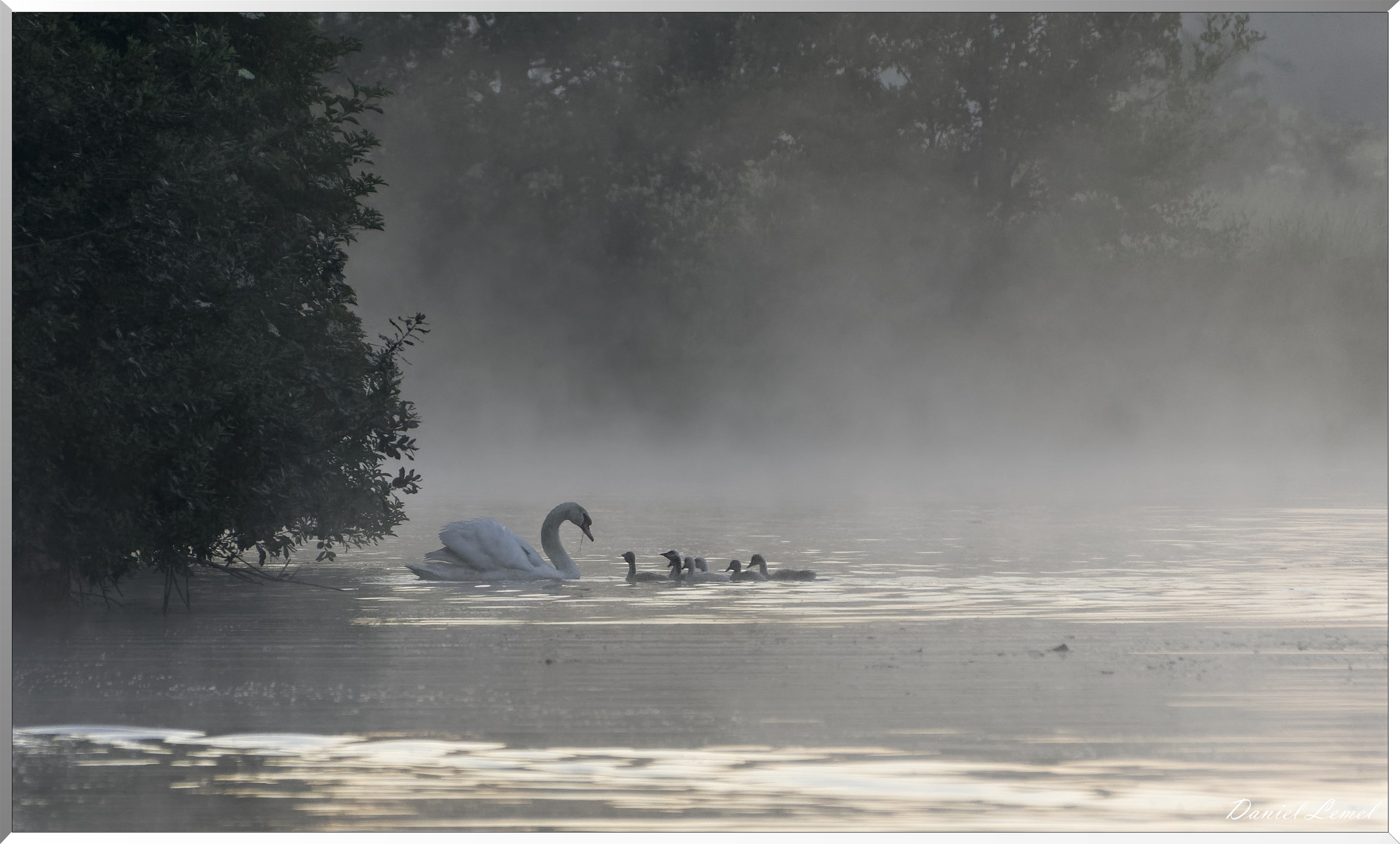 Famille cygnes dans la brume