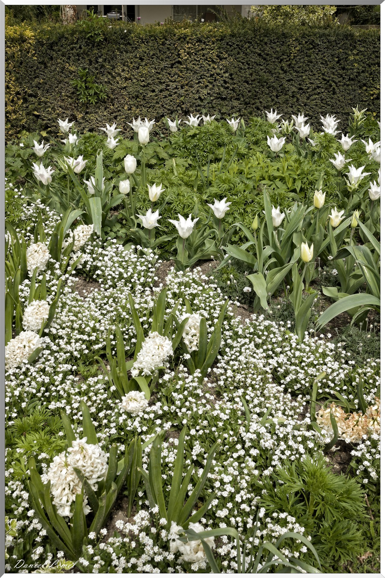 Jacinthes et tulipes blanches