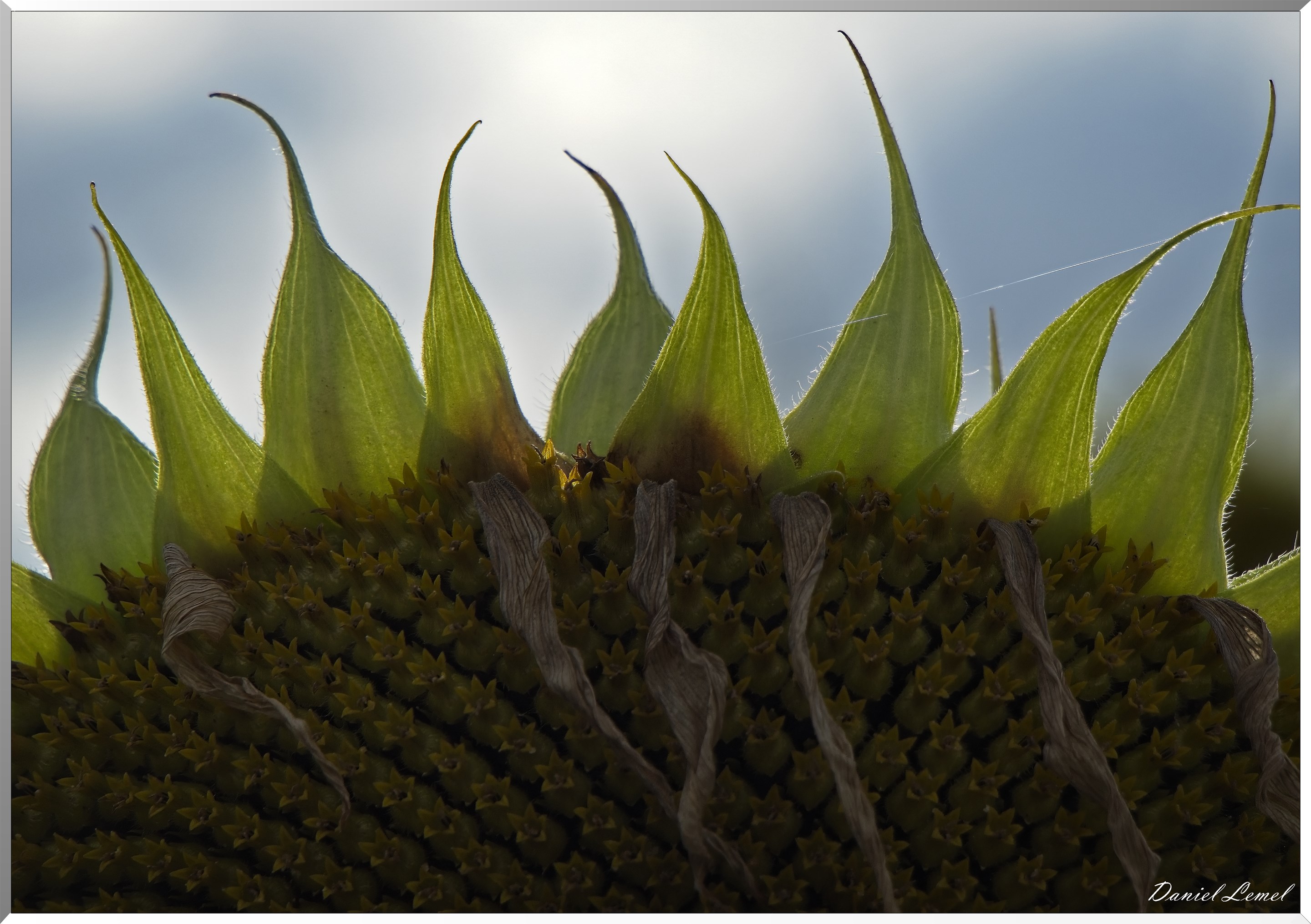 Tournesol