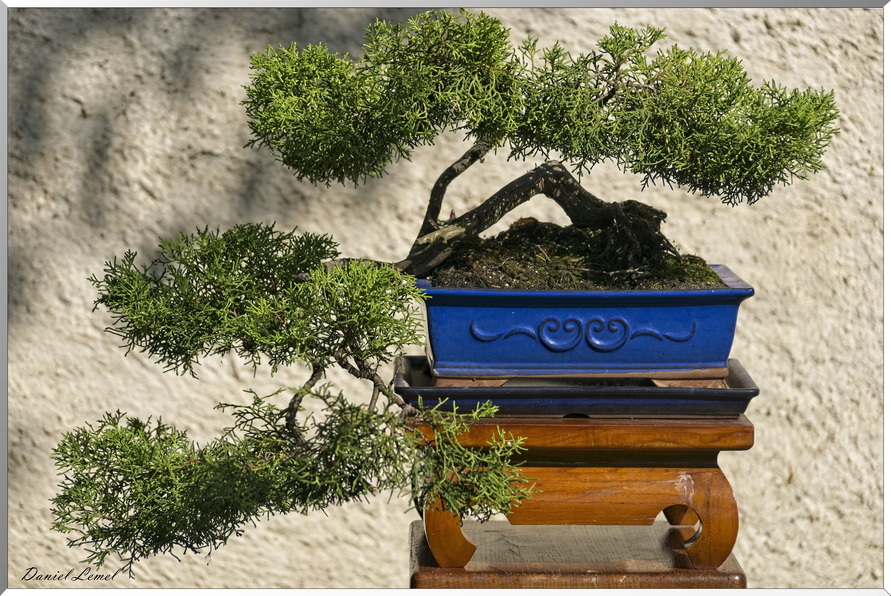 Bonsai