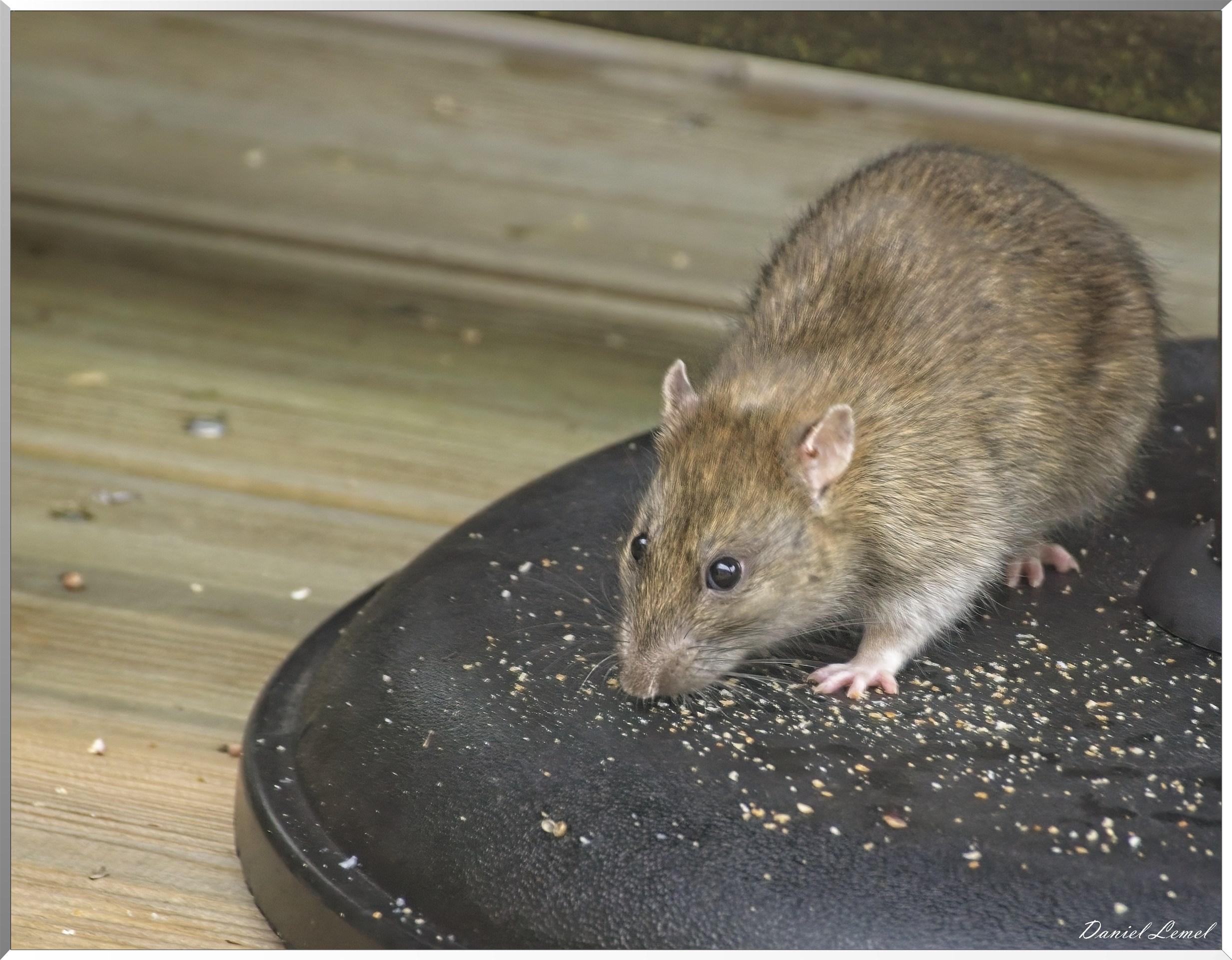 Rat des champs
