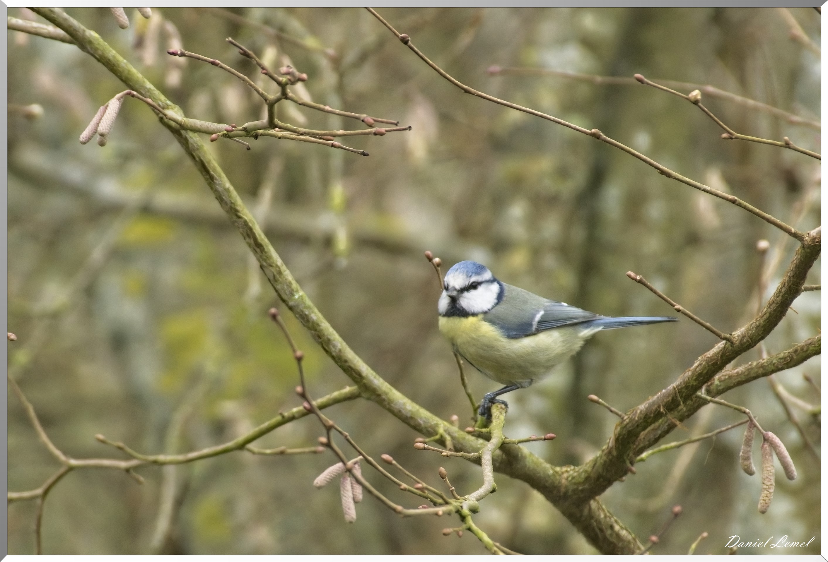 Mésange bleue