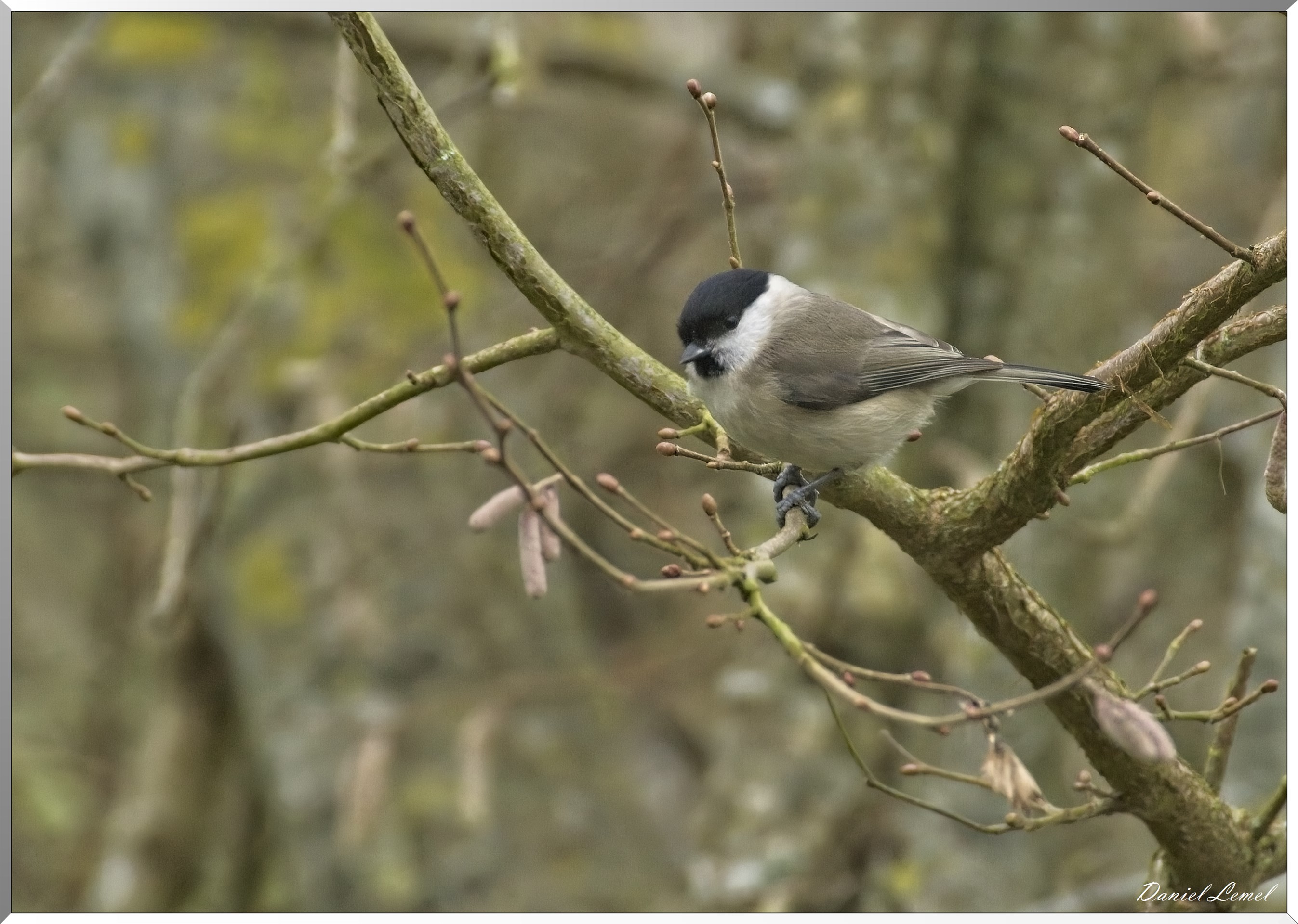 Mésange nonette