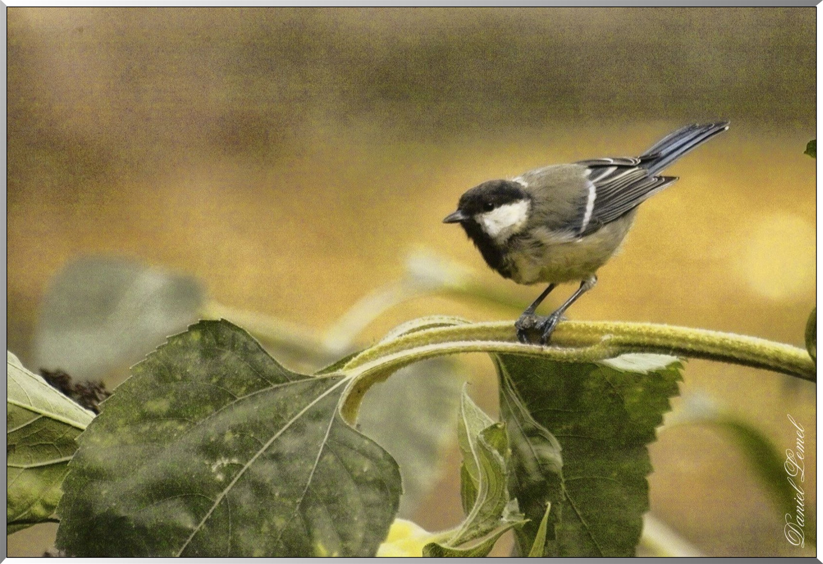 Mésange charbonnière