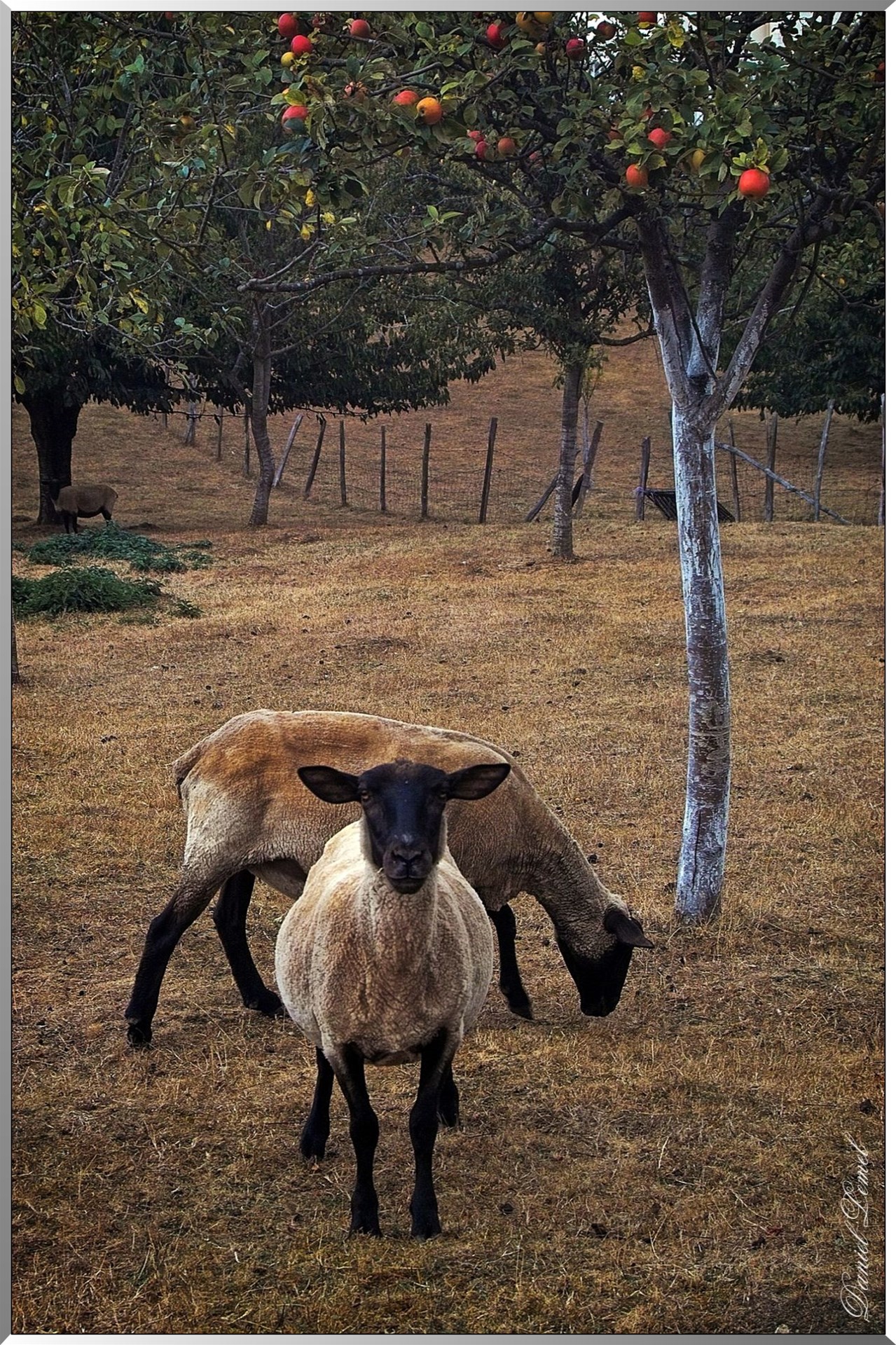 Moutons