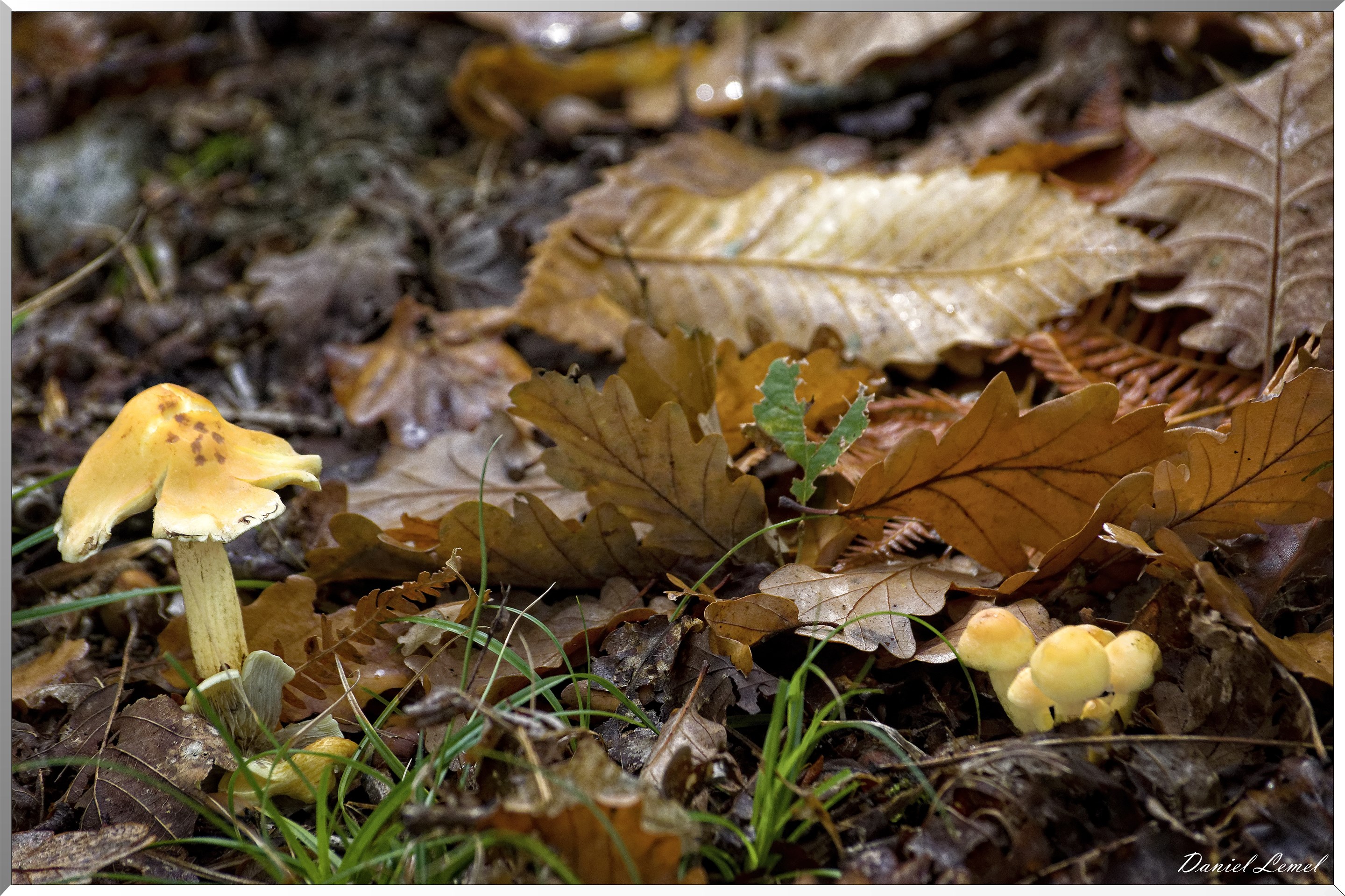Bois de Brillehaut à l'Automne