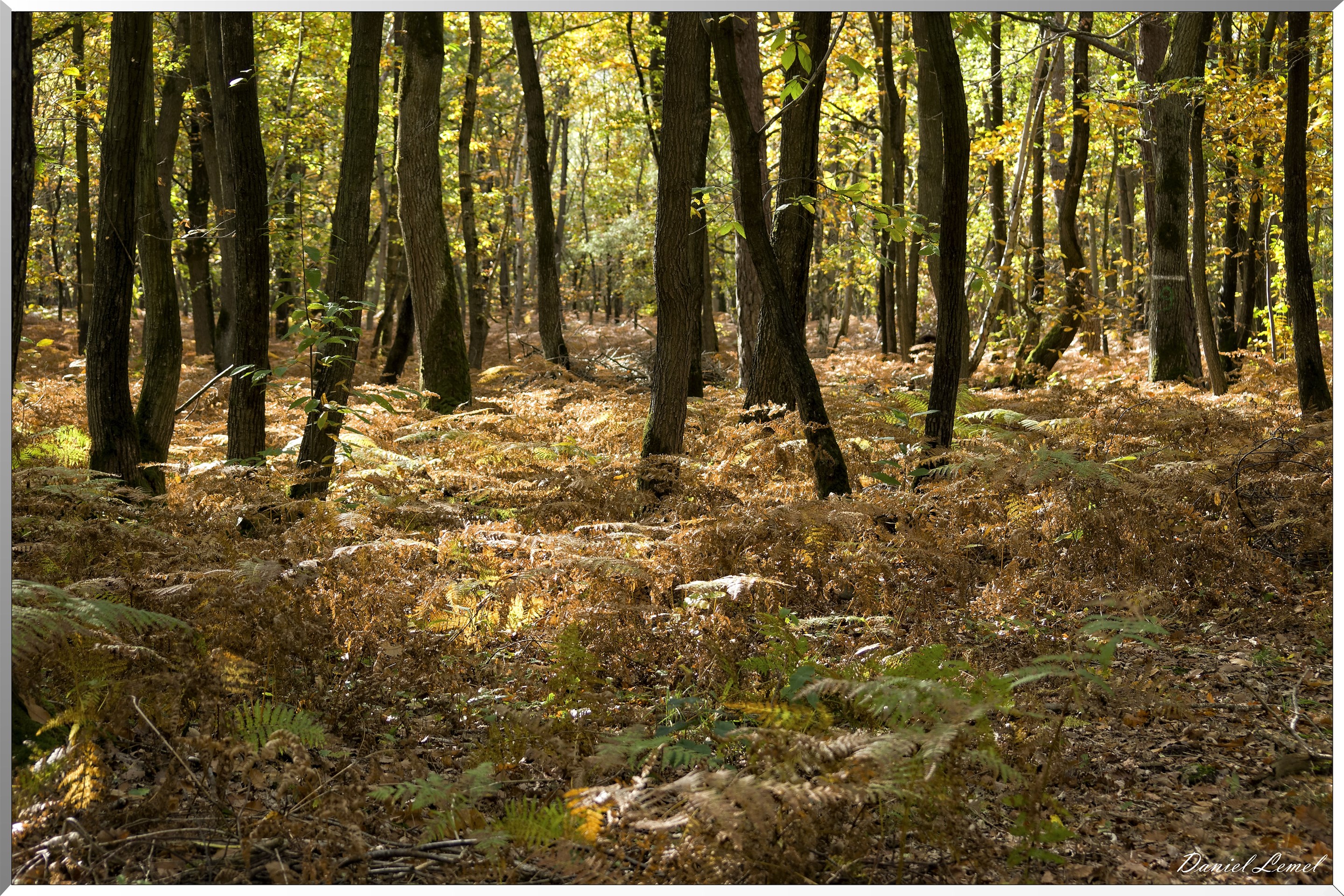 Bois de Brillehaut à l'Automne