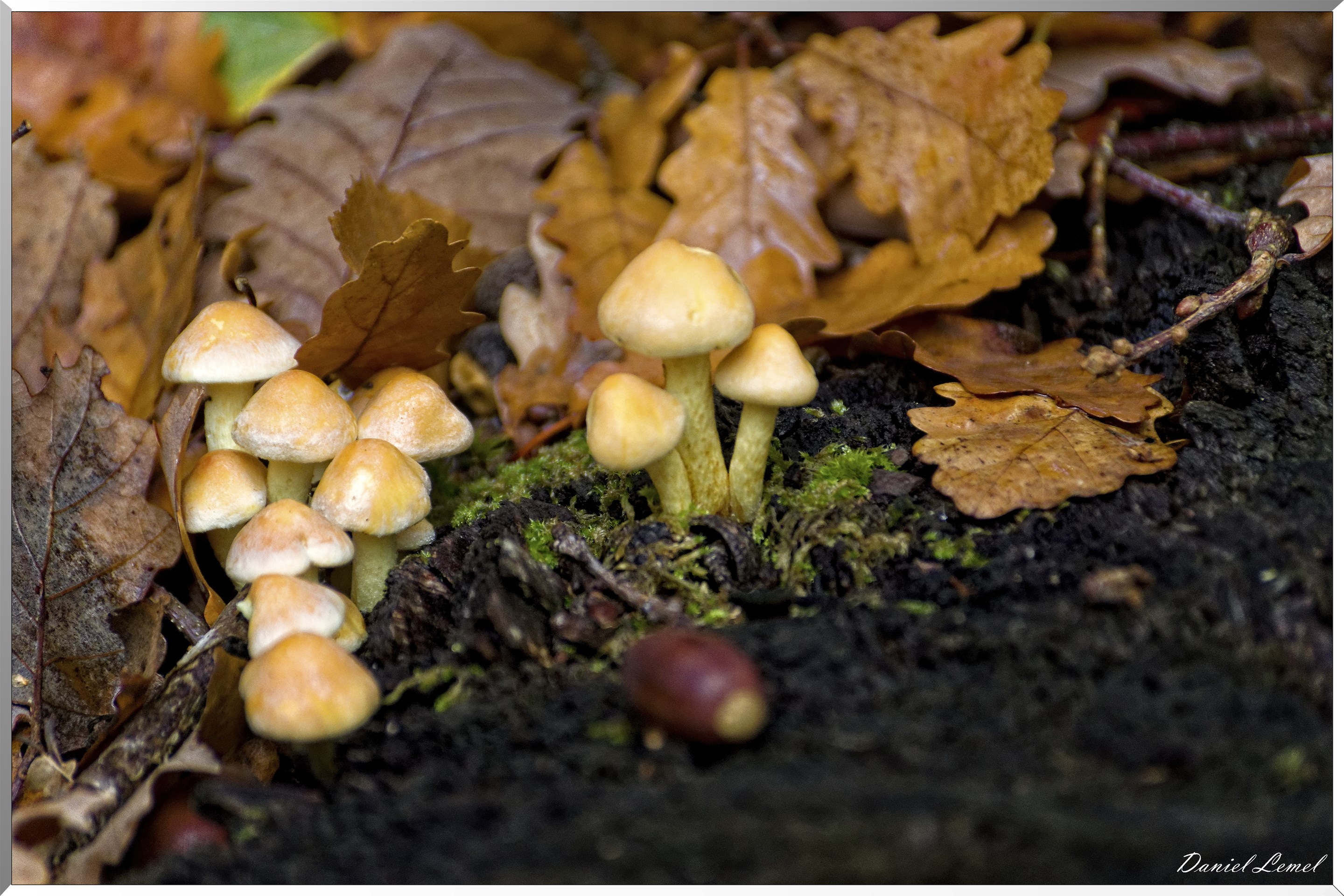 Bois de Brillehaut à l'Automne