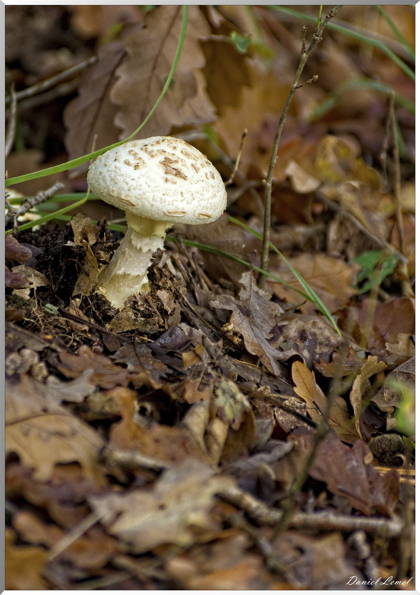 Bois de Brillehaut à l'Automne