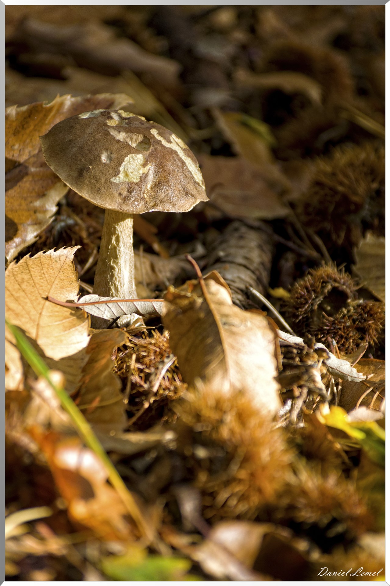 Bois de Brillehaut à l'Automne