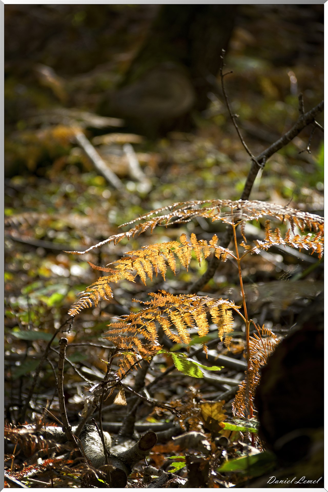 Bois de Brillehaut à l'Automne