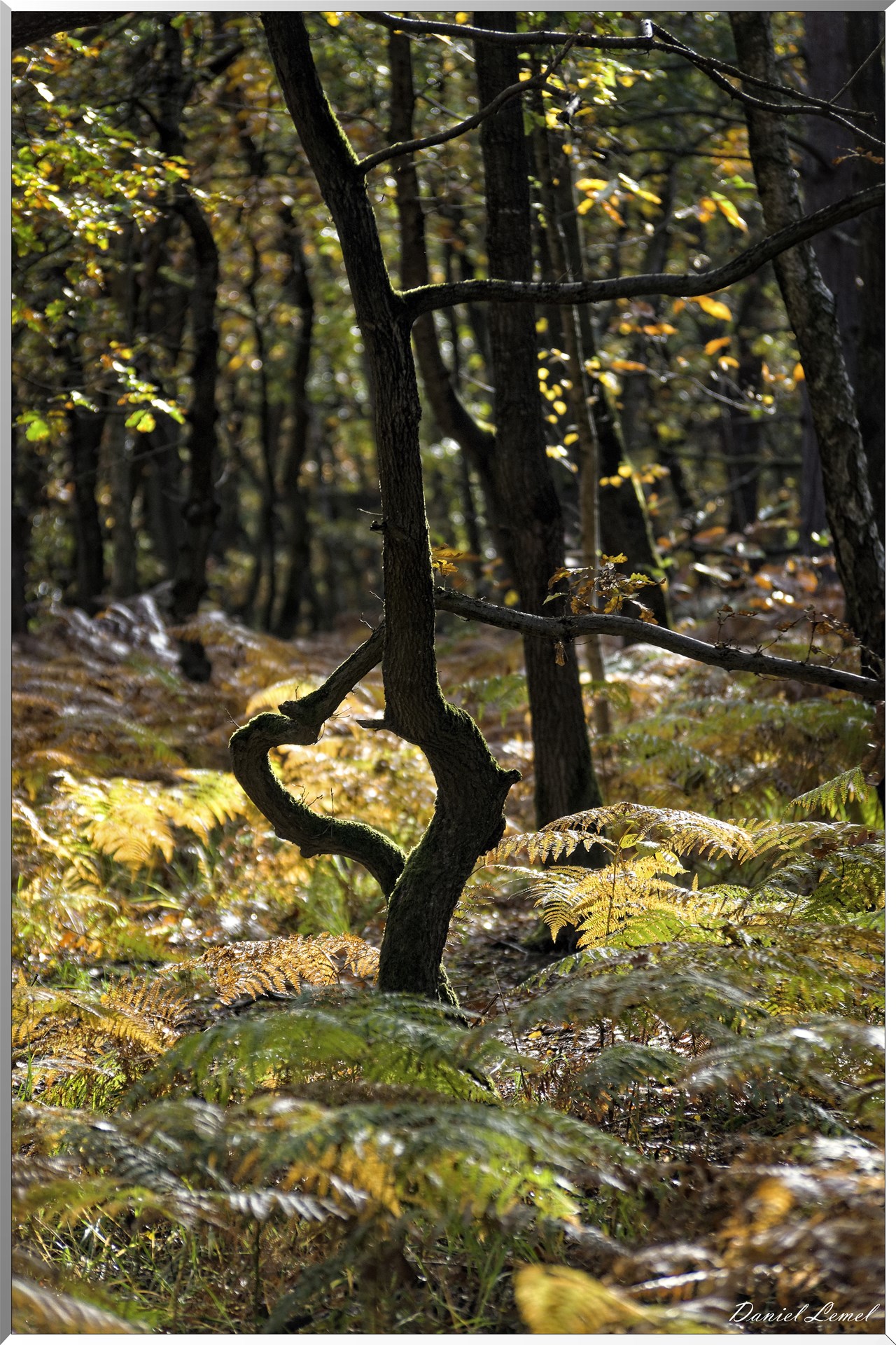 Bois de Brillehaut à l'Automne