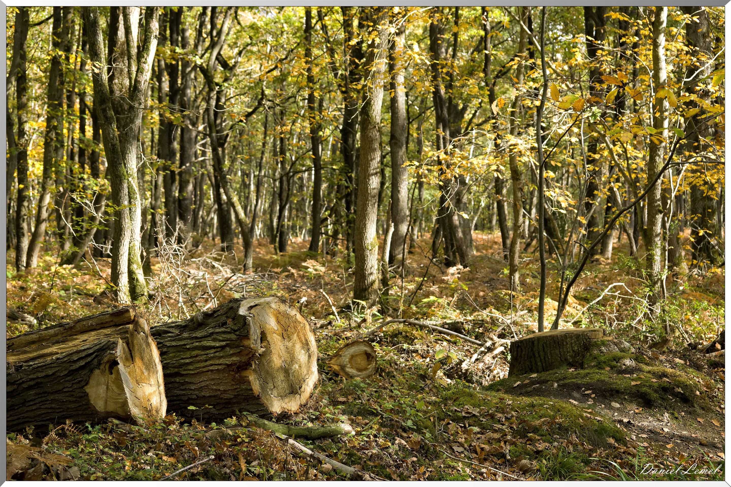 Bois de Brillehaut à l'Automne