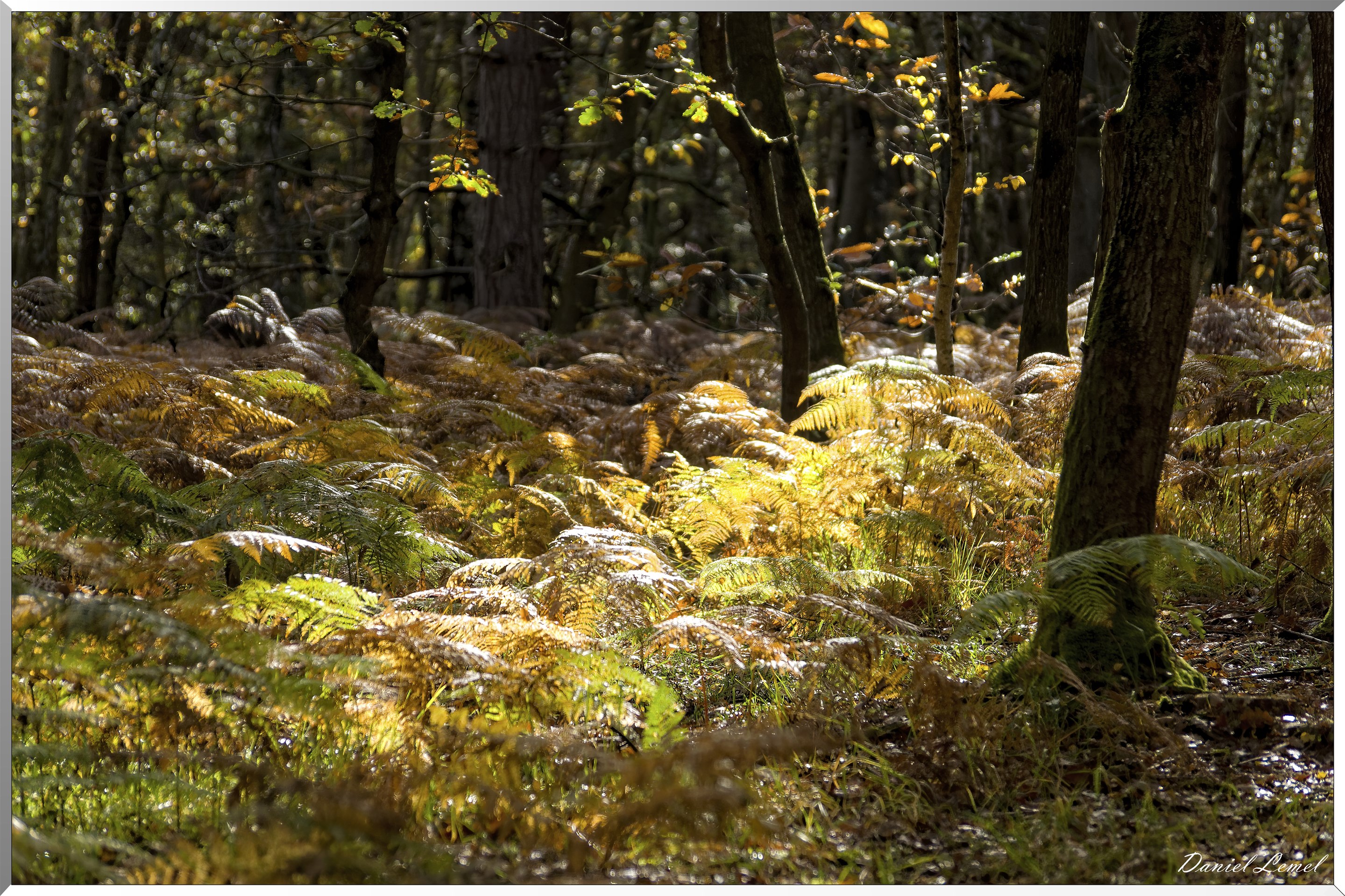 Bois de Brillehaut à l'Automne