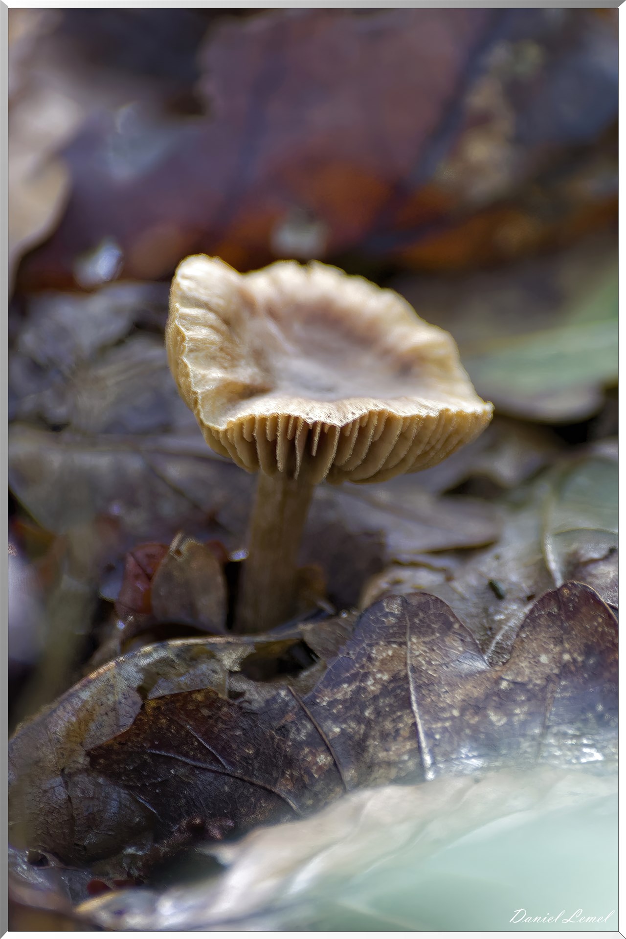 Bois de Brillehaut à l'Automne