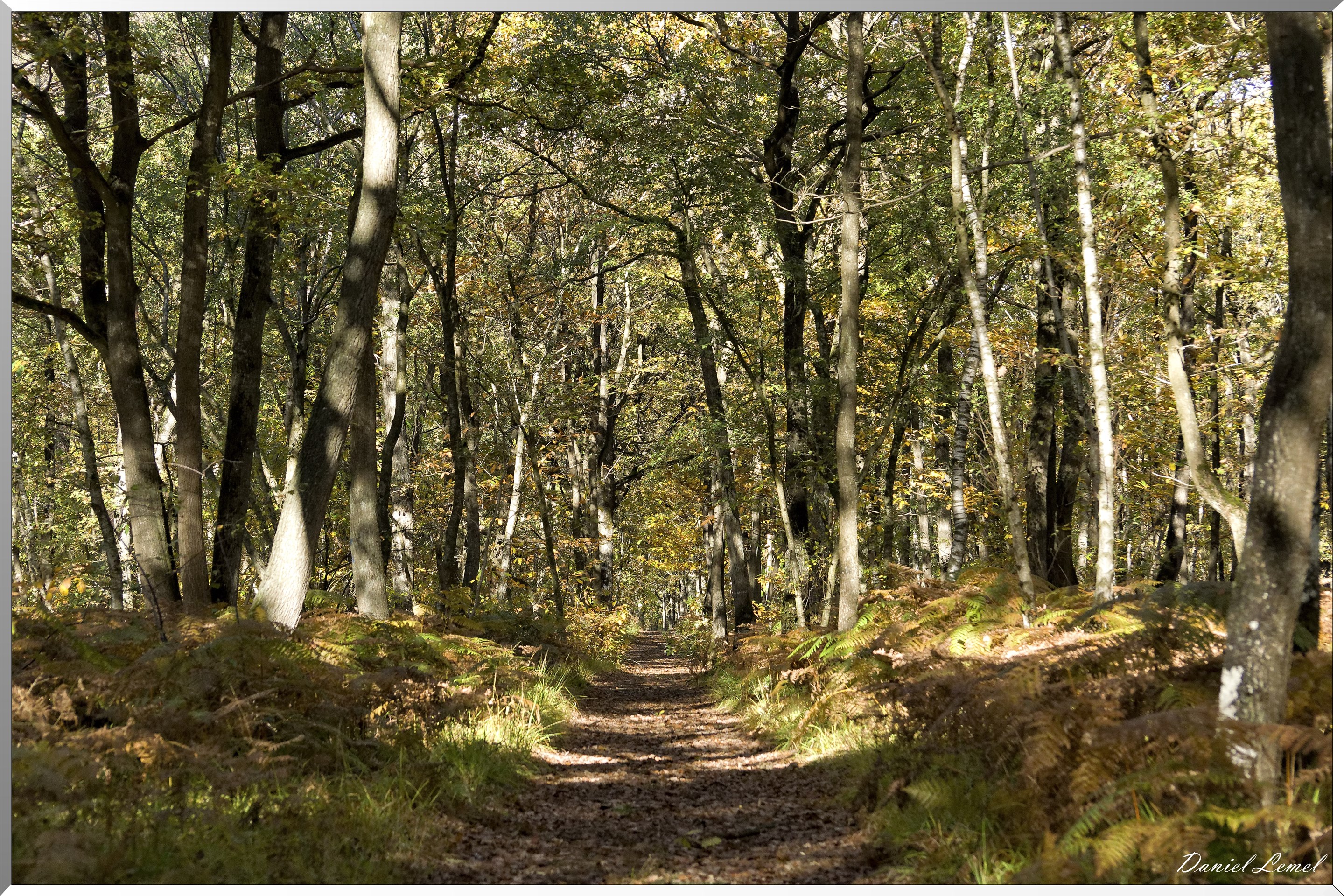 Bois de Brillehaut à l'Automne