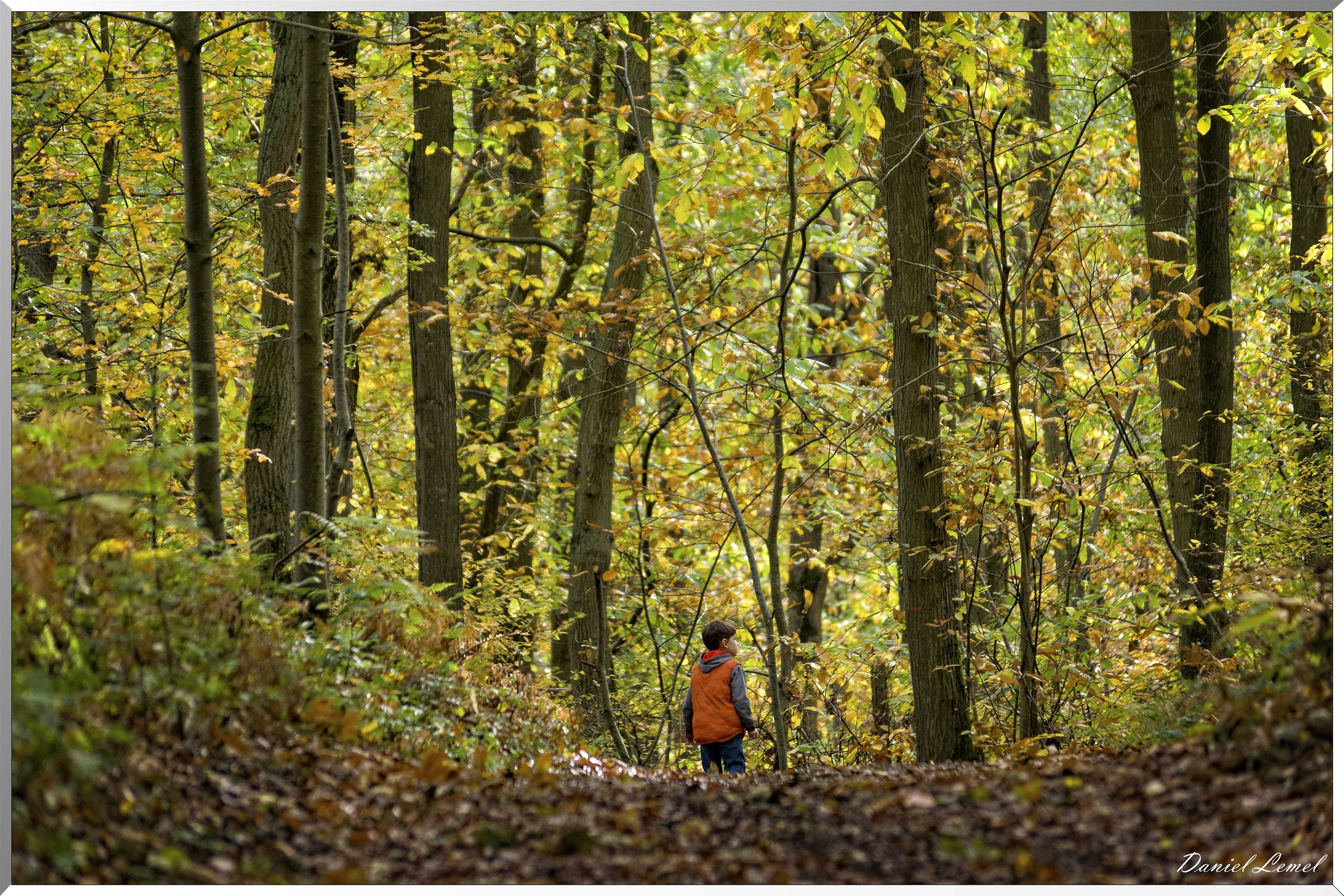 Bois de Brillehaut à l'Automne