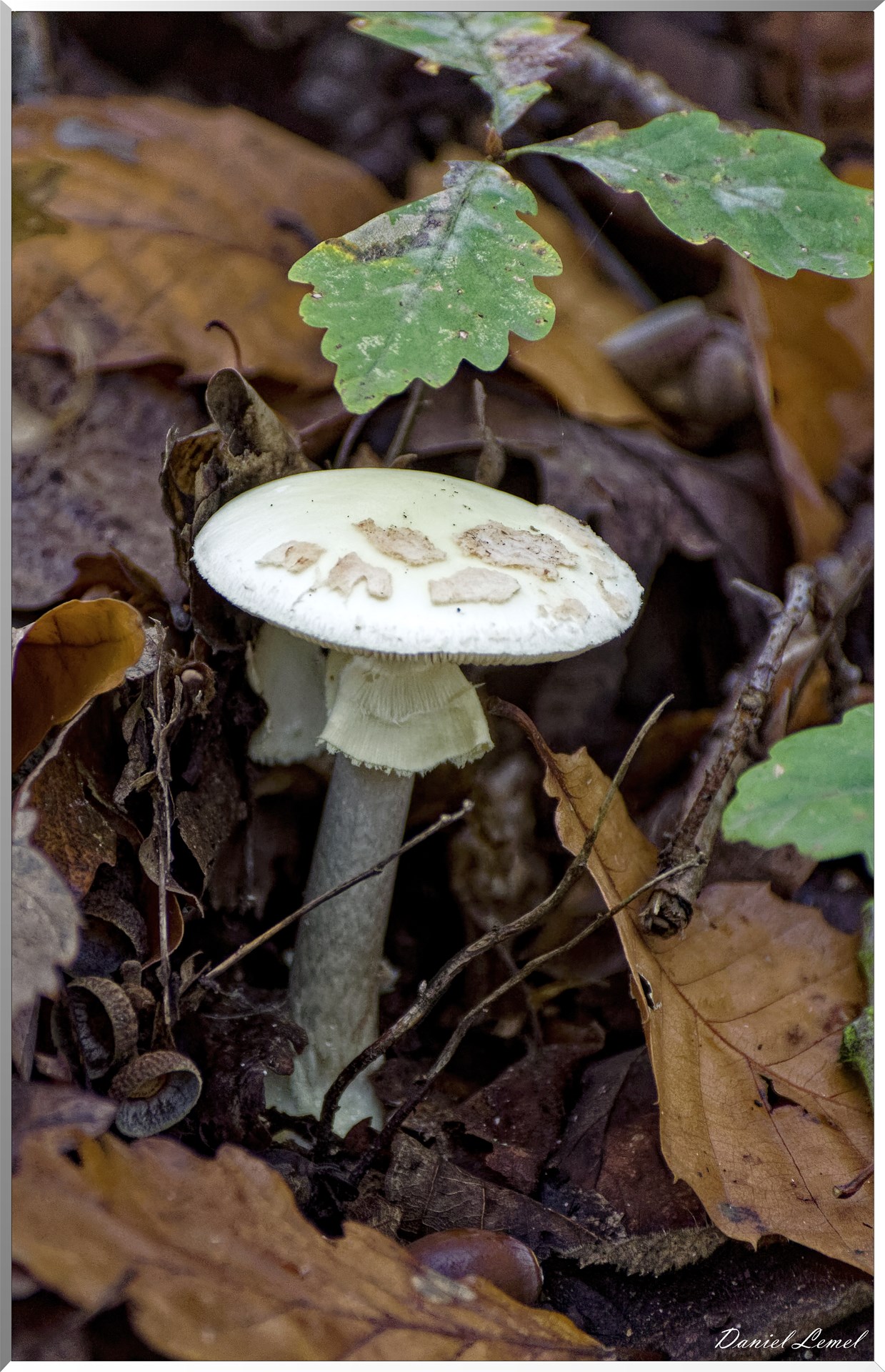 Bois de Brillehaut à l'Automne