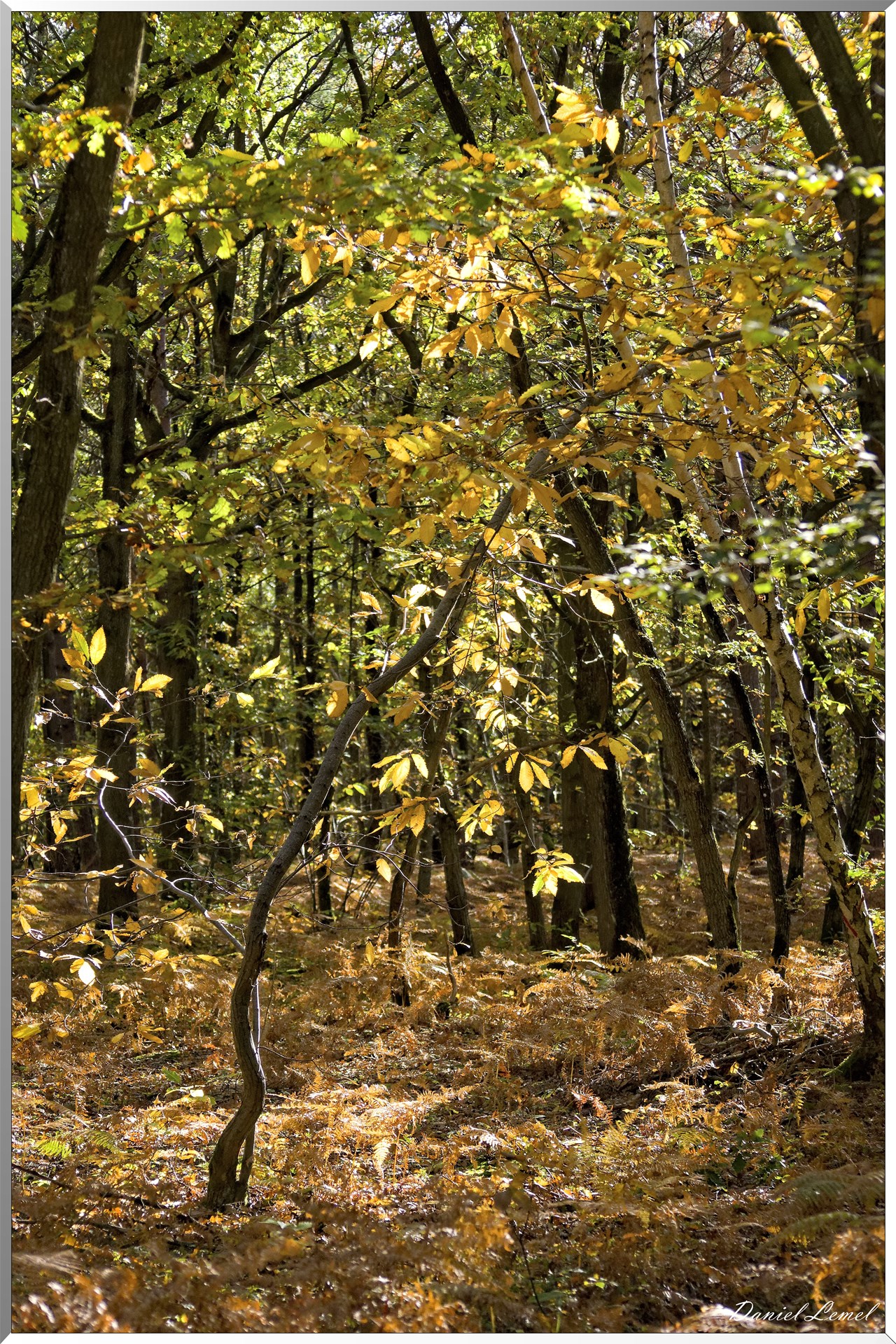Bois de Brillehaut à l'Automne