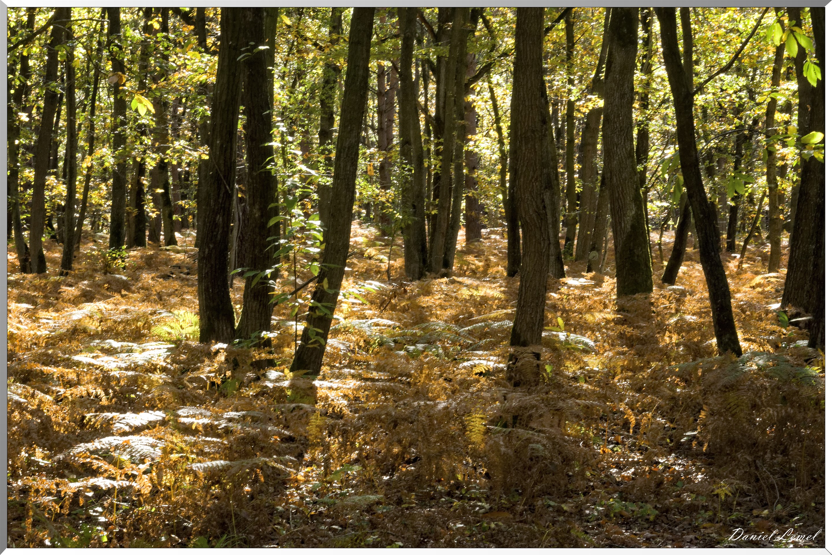Bois de Brillehaut à l'Automne