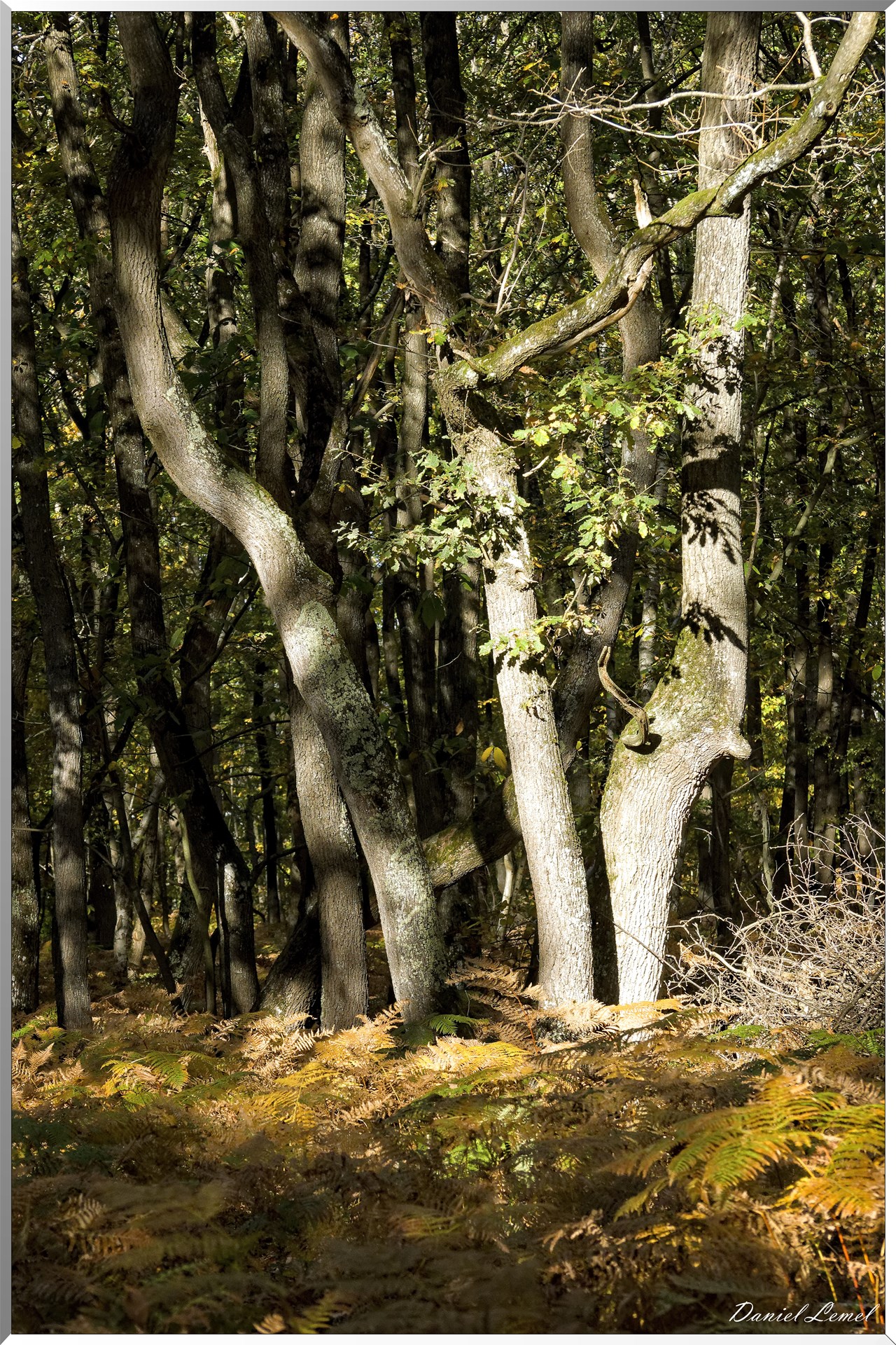 Bois de Brillehaut à l'Automne