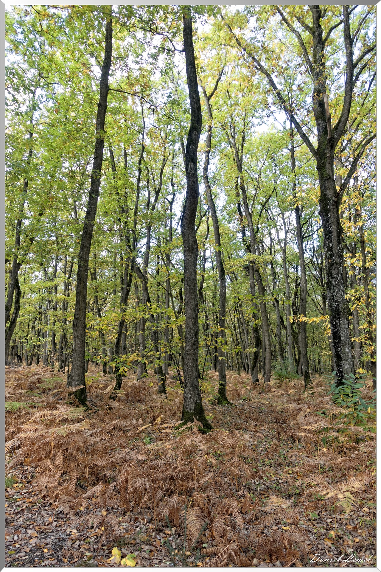 Bois de Brillehaut à l'Automne