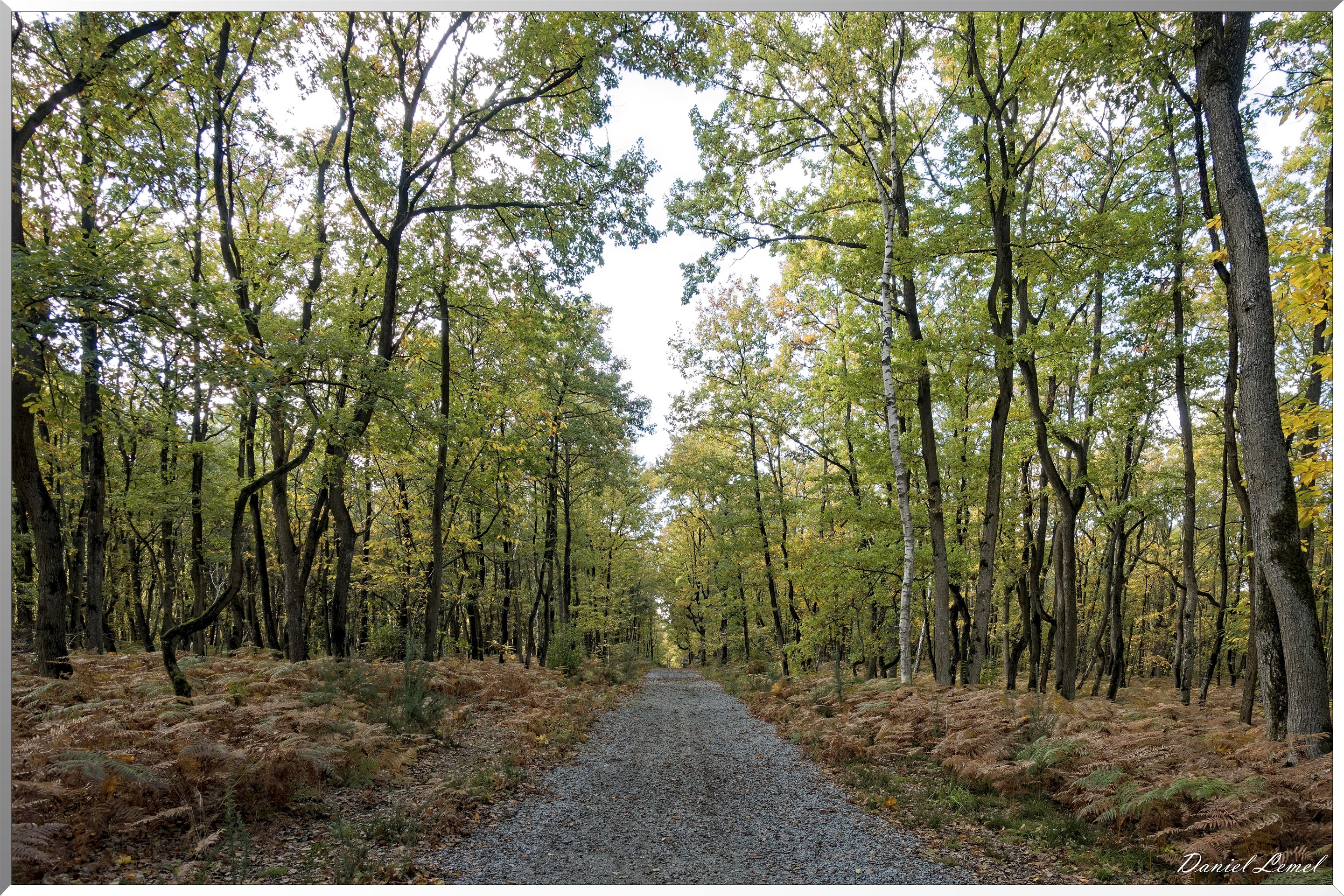 Bois de Brillehaut à l'Automne