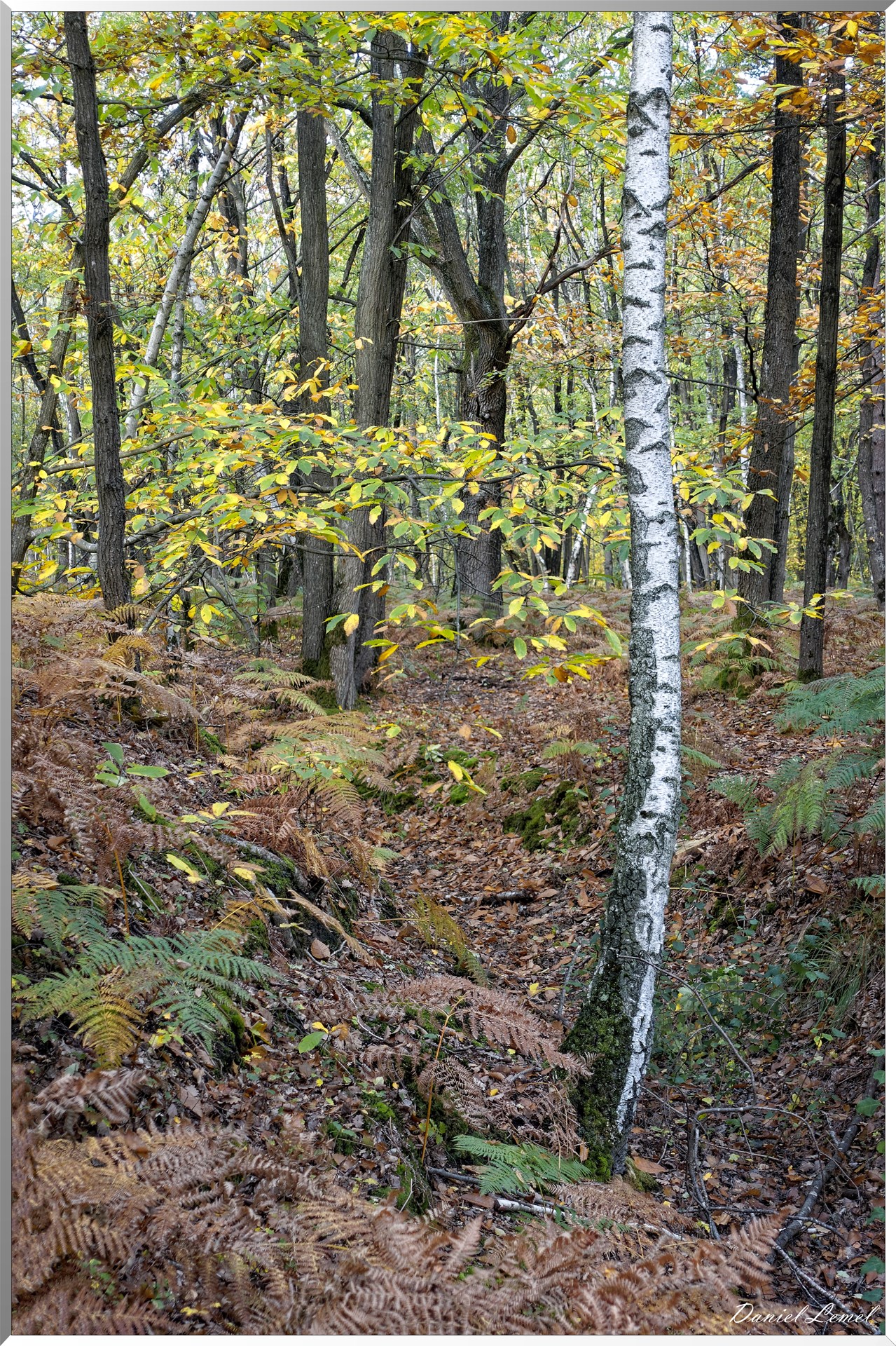 Bois de Brillehaut à l'Automne
